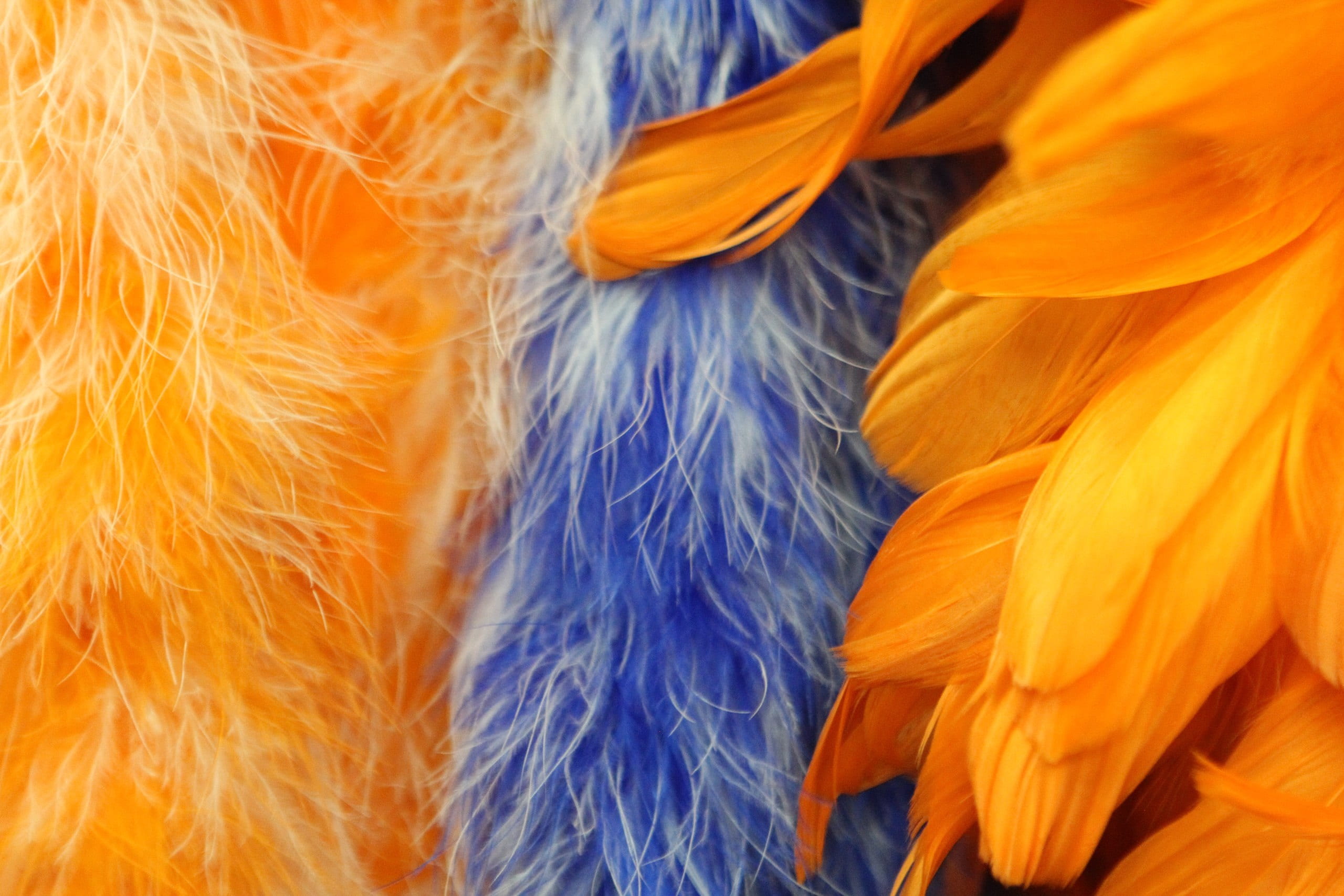 no people, texture, bird, vibrant color, feathers, vulnerability, studio shot, 2K, bright, vertebrate, blue, background, nature, pooh, background image, HD Wallpaper