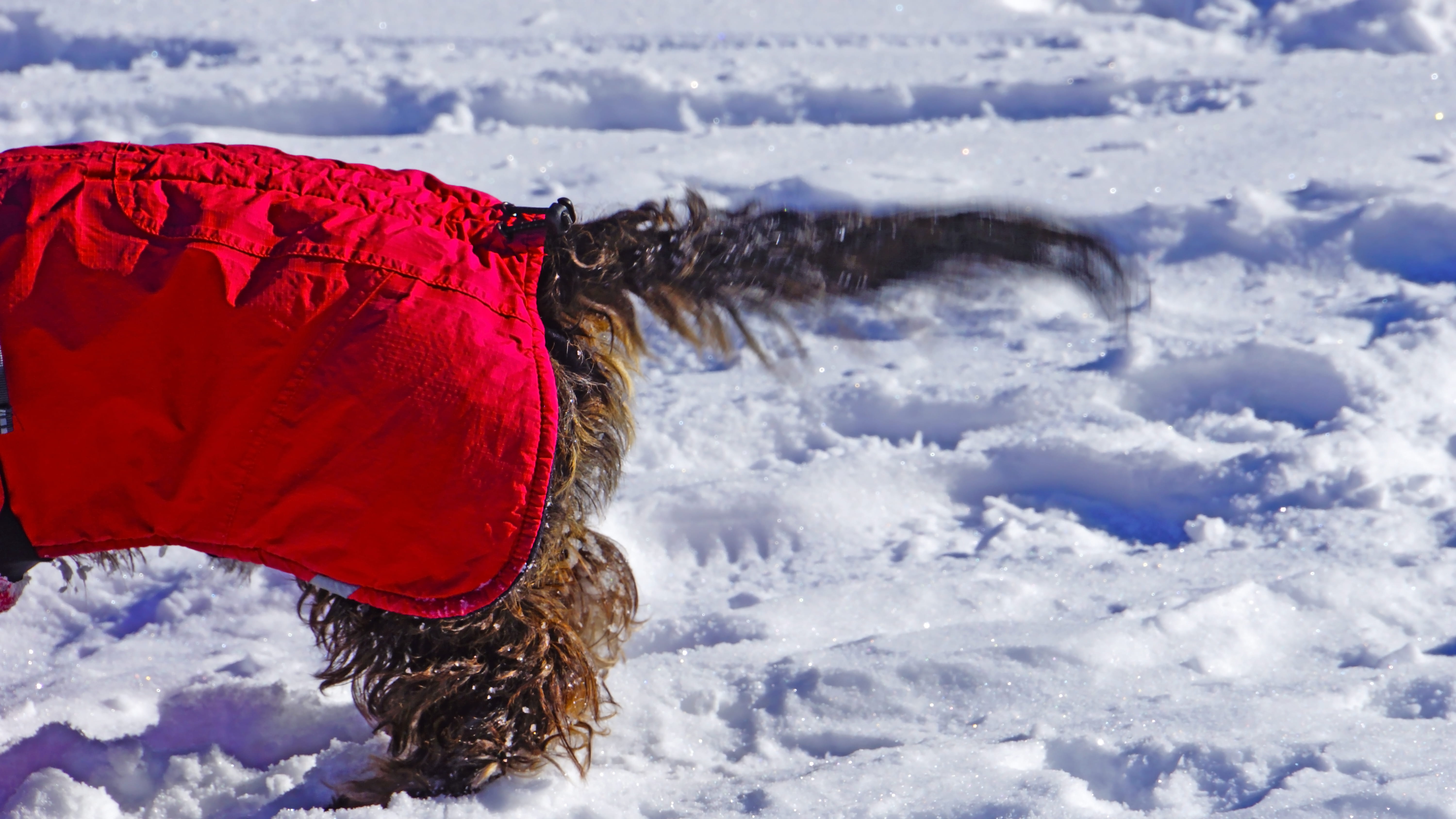 terrier, beauty in nature, focus on foreground, blizzard, pet, animal, ice, snow, canine, 5K, clothing, winter, weather, hood, hat, cold temperature, red, HD Wallpaper
