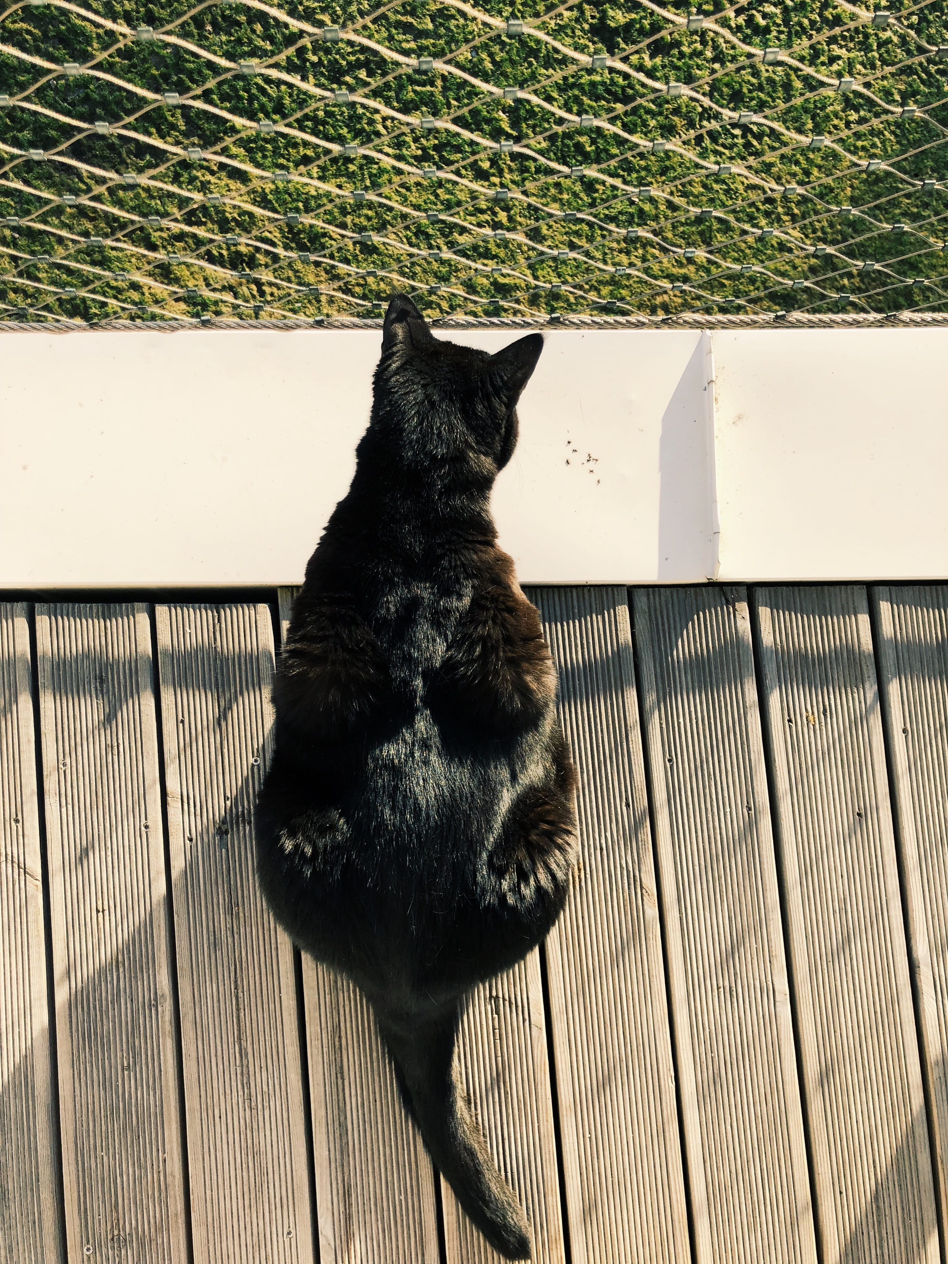 apparel, no people, vertebrate, den, animal, porch, day, feather boa, railing, domestic cat, one animal, mammal, black color, high angle view, angora, outdoors, Phone HD Wallpaper