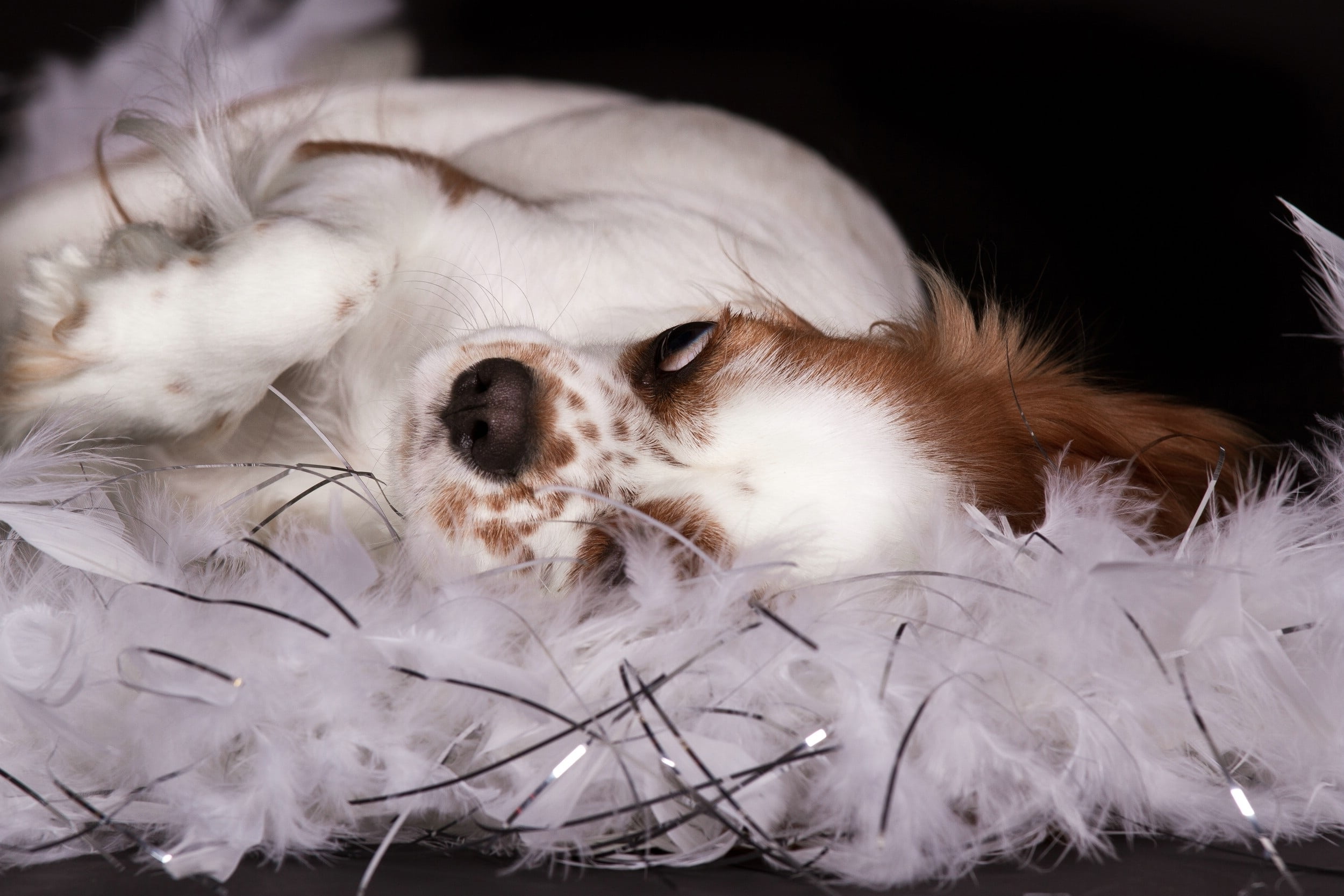 vertebrate, animal themes, small, whisker, animal head, close-up, indoors, black, white color, animal, no people, 1080P, lying, cavalier king charles spaniel, HD Wallpaper