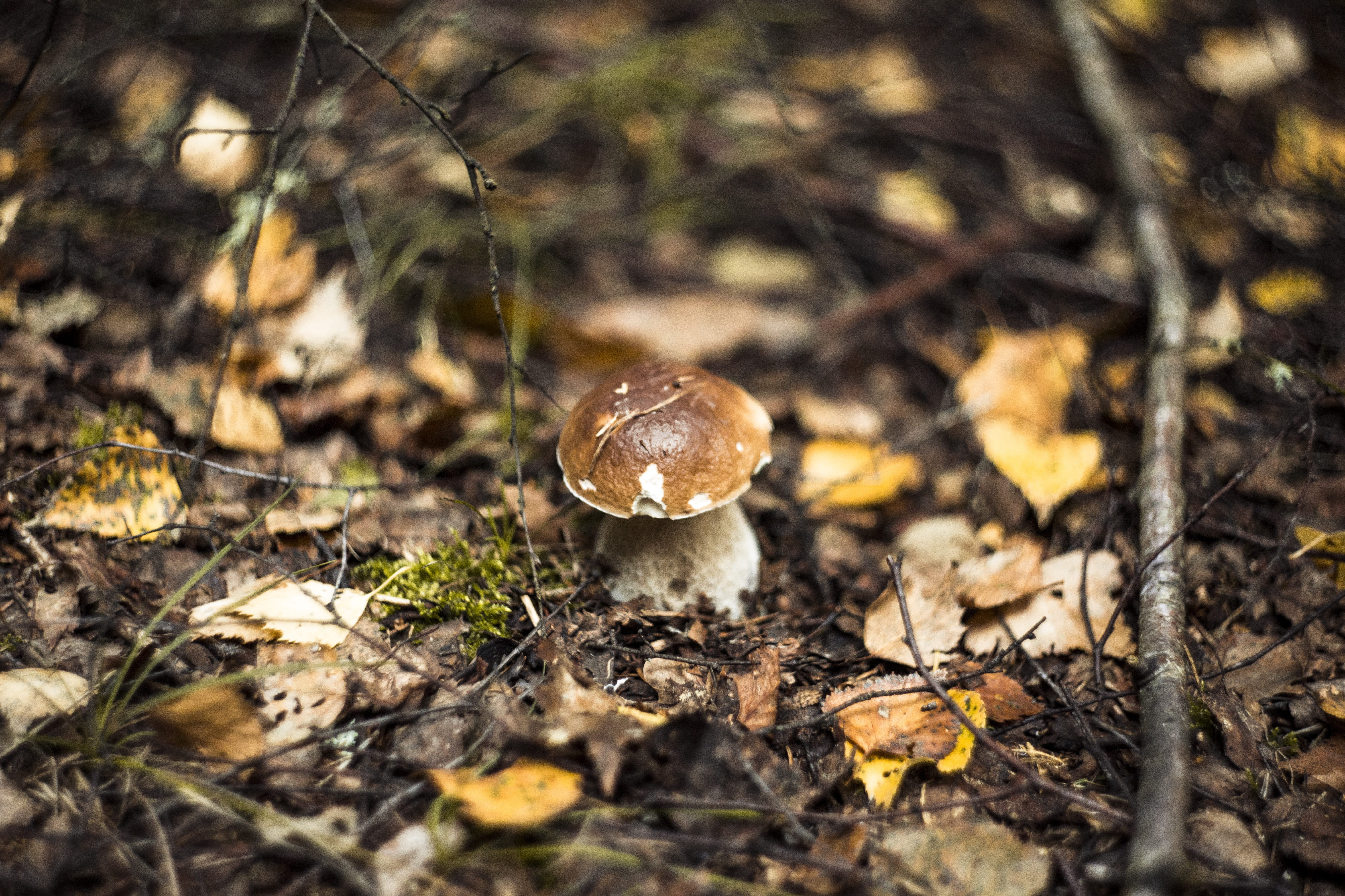 growth, poison, moss, day, tree, spotted, green, selective focus, autumn, outdoors, hat, vegetable, food and drink, corduroy, mushrooms, high angle view, HD Wallpaper