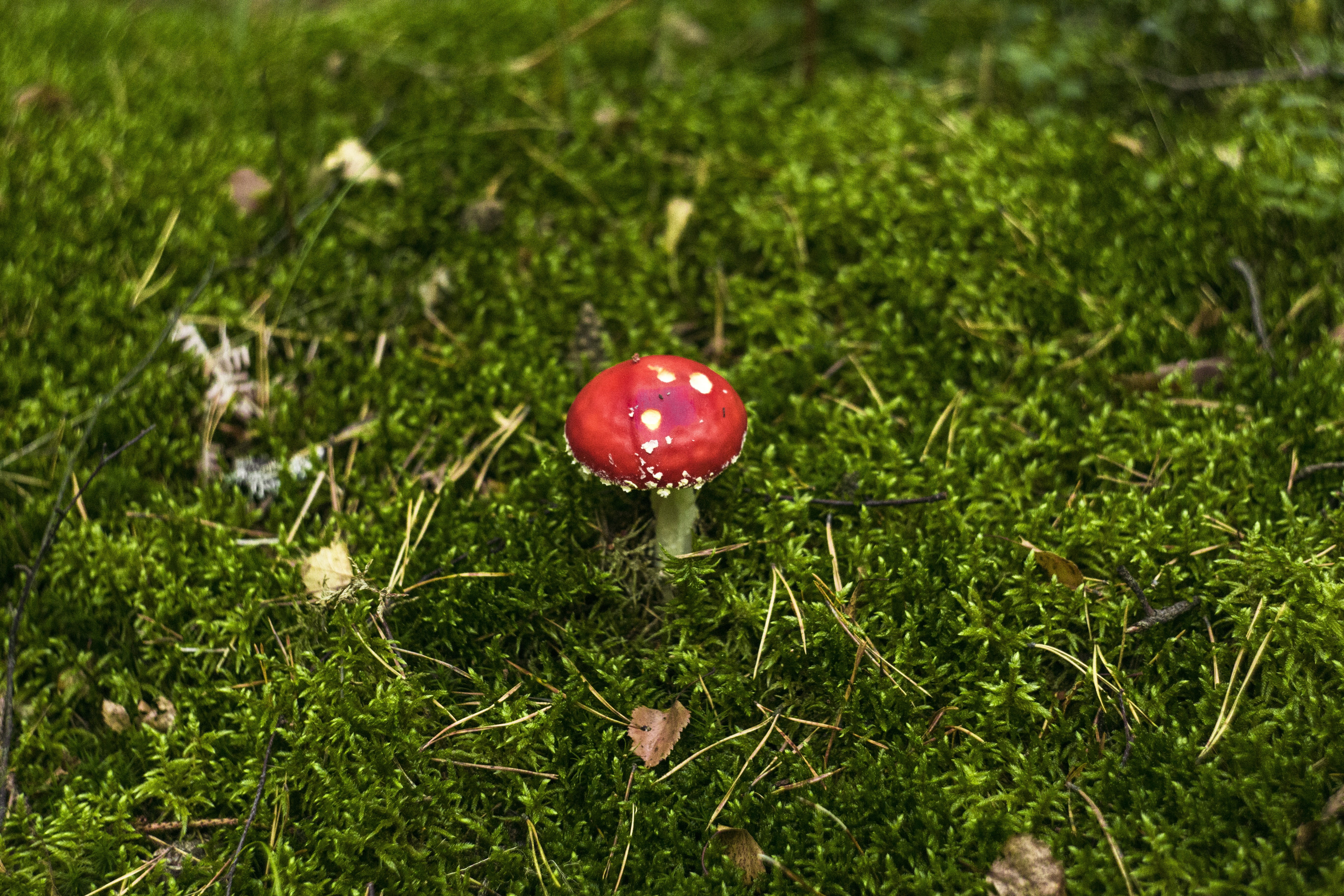 autumn, green color, grass, field, muscaria, green, beauty in nature, focus on foreground, vegetable, foodstuffs, hat, day, mushroom, 5K, fungus, plant, HD Wallpaper