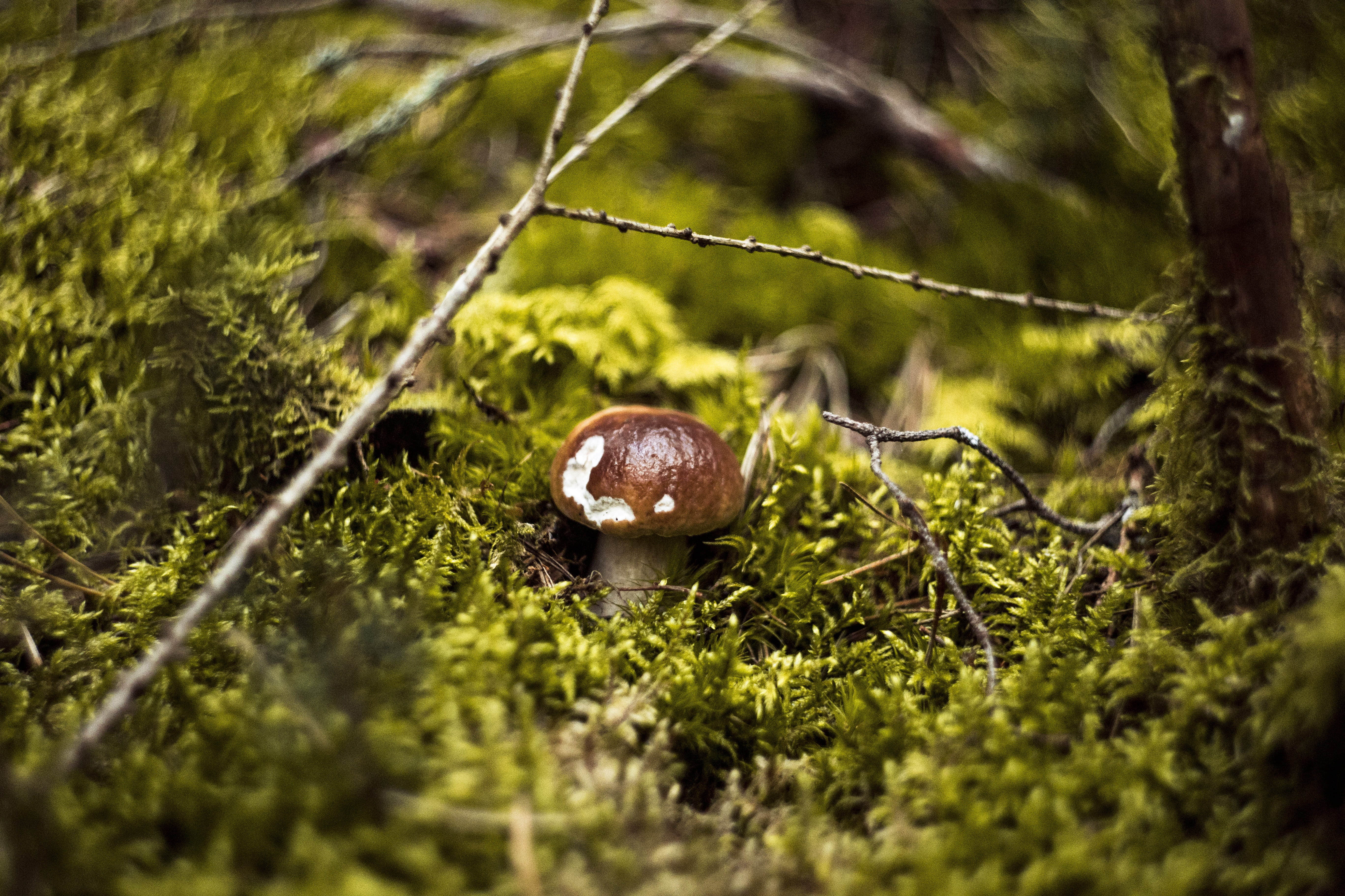 toxic, matryoshka, animal themes, edible, grass, rainforest, selective focus, corduroy, spotted, moss, close up, animal wildlife, toadstool, tree, mushroom, HD Wallpaper