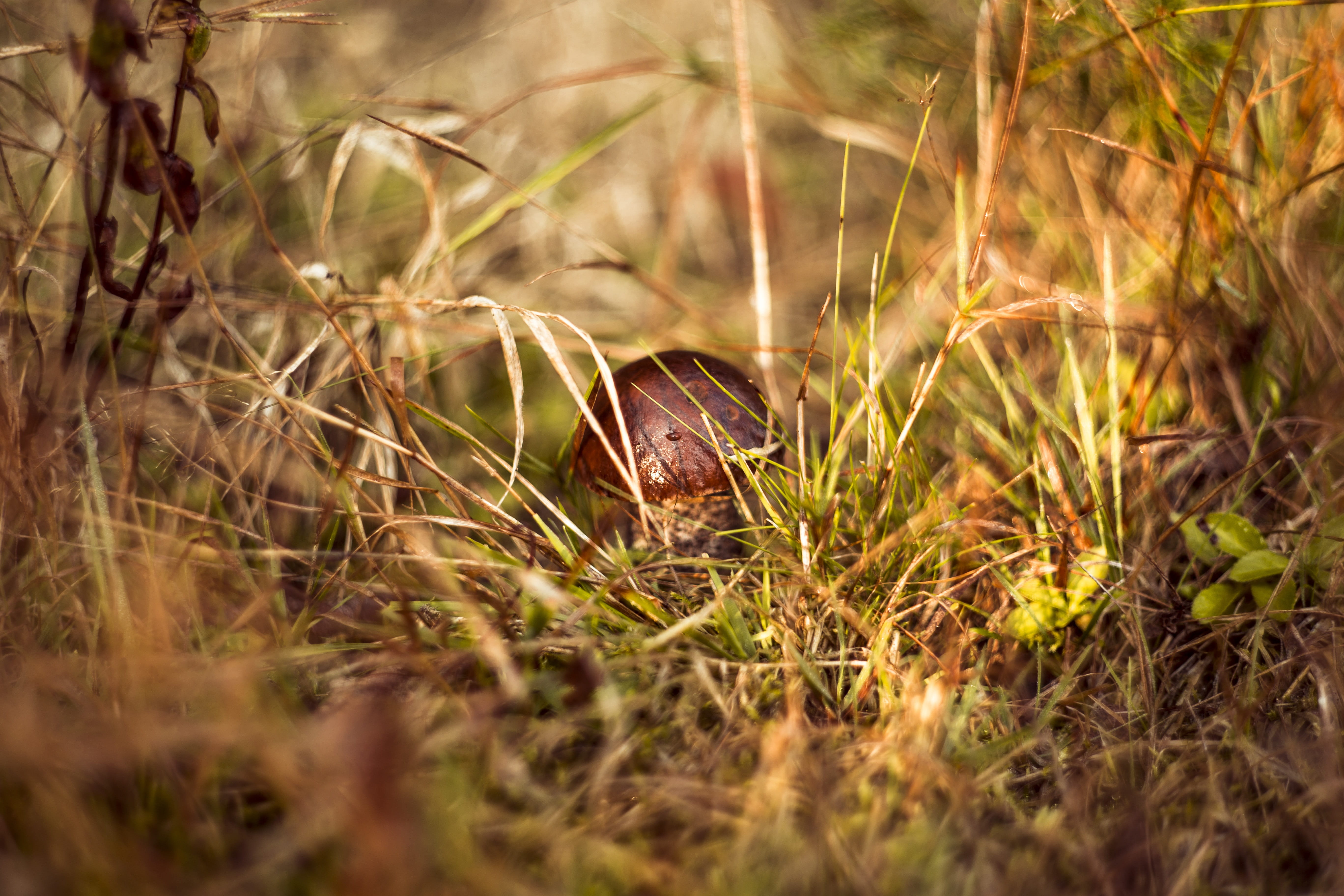 spotted, season, selective focus, outdoors, animal wildlife, animal, beauty in nature, 5K, foodstuffs, close-up, toadstool, forest, sunlight, amanita, HD Wallpaper