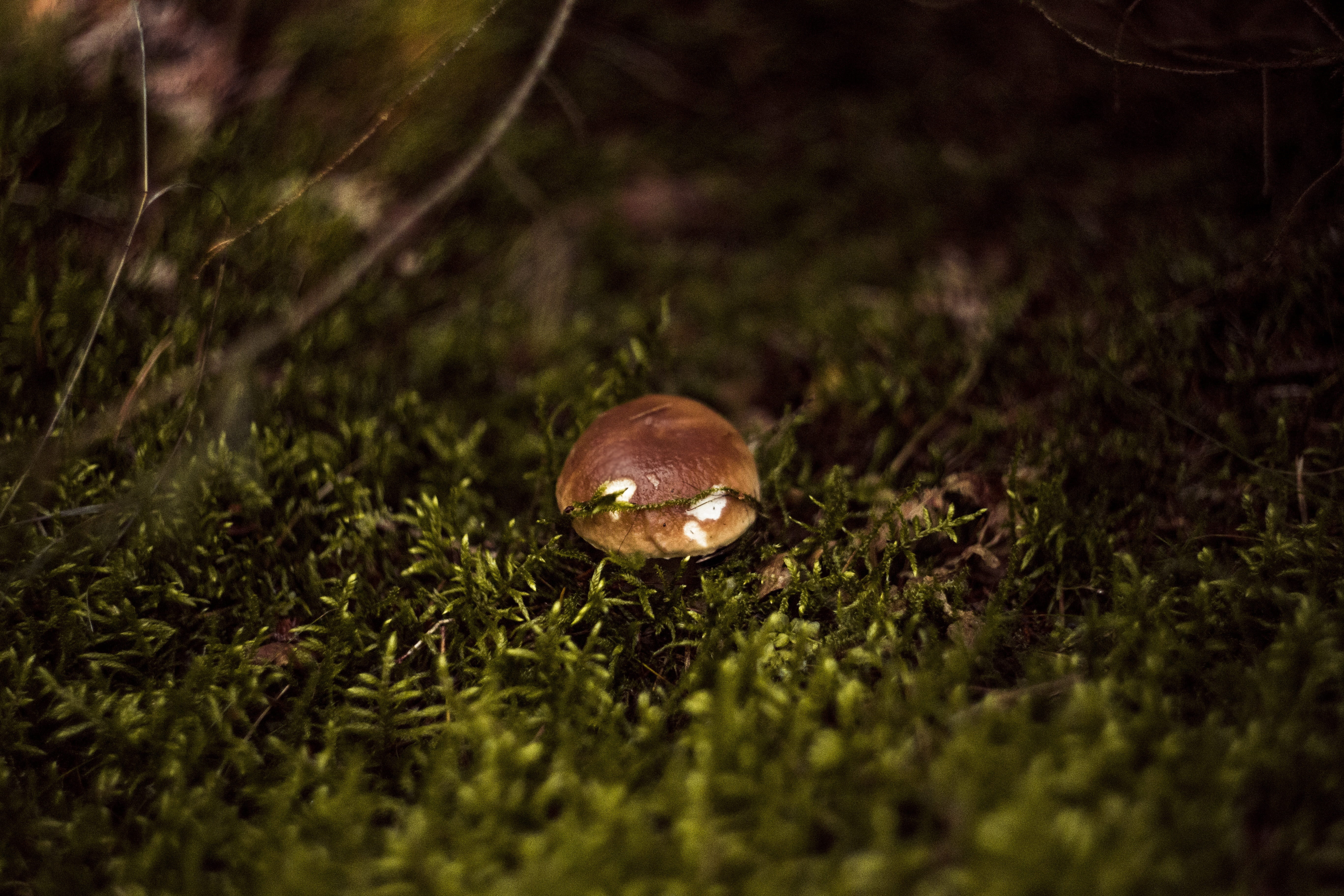 autumn, invertebrate, foodstuffs, animal, selective focus, corduroy, 5K, field, animals in the wild, animal themes, close up, season, land, green color, HD Wallpaper