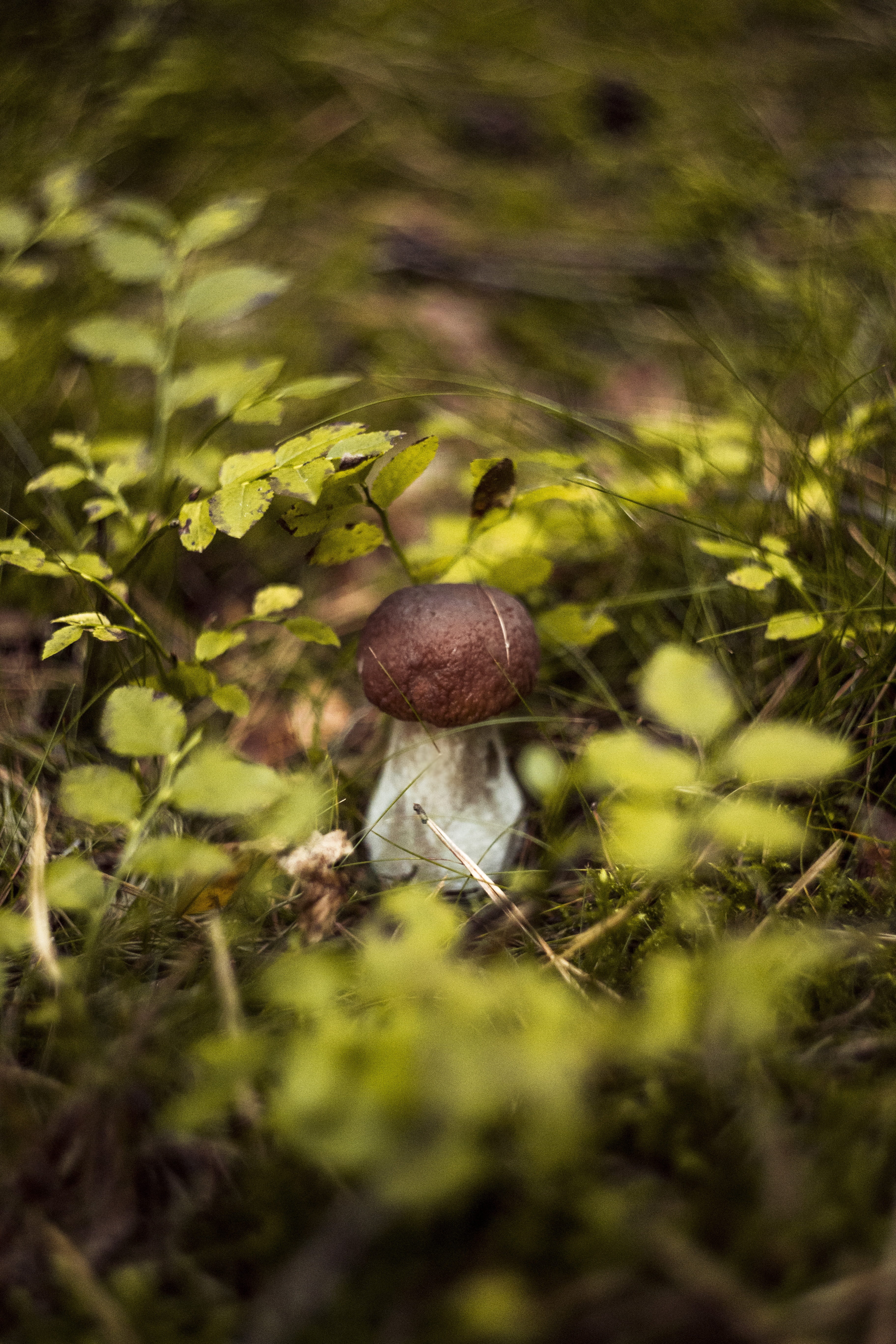 day, close-up, toxic, foodstuffs, toadstool, nature, green, plant, plant part, no people, growth, red, poison, tranquility, 5K, autumn, mushrooms, food and drink, Phone HD Wallpaper