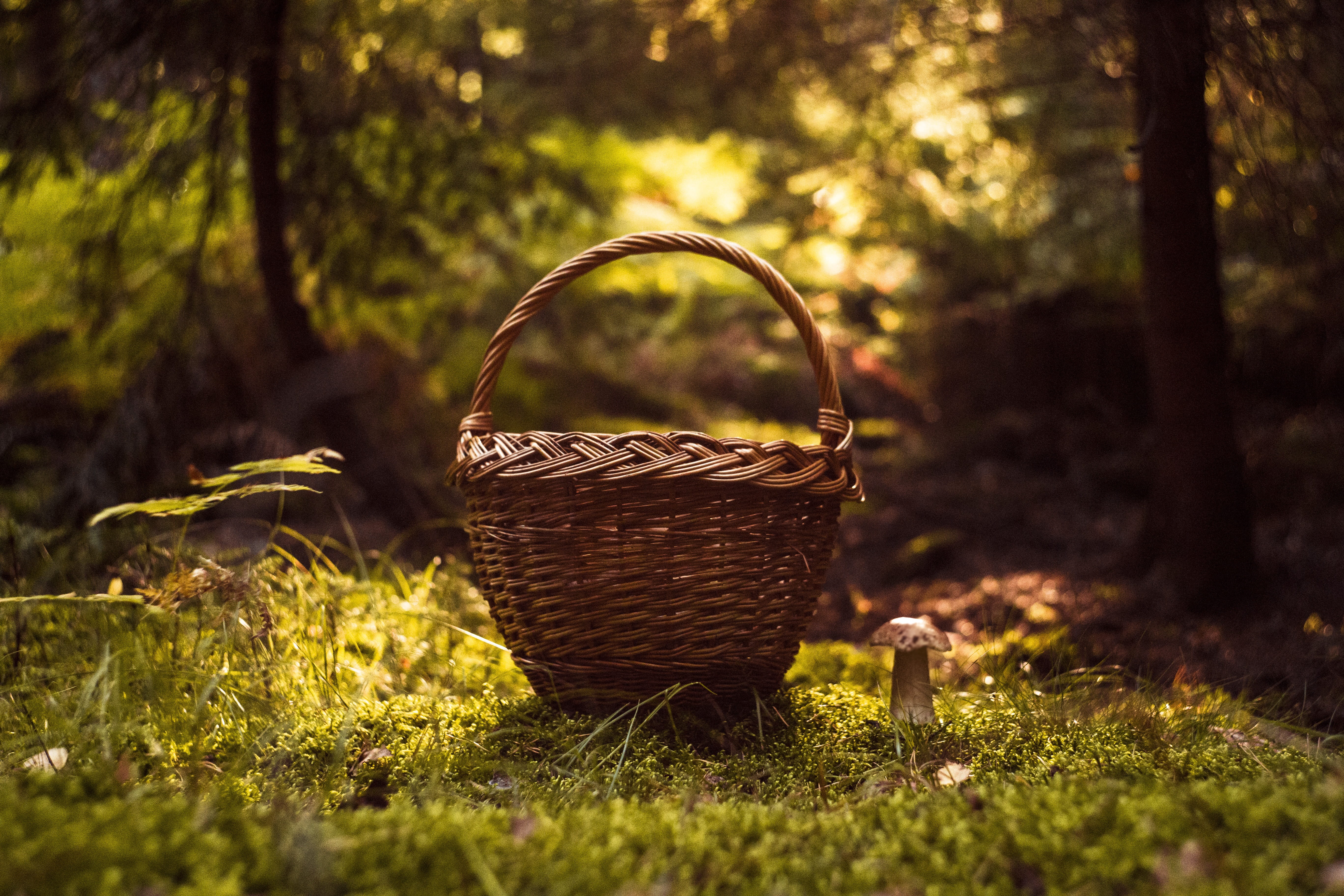 autumn, food, outdoors, edible, nature, green, spotted, plant, food and drink, growth, mushrooms, matryoshka, red, hat, container, fungus, picnic basket, HD Wallpaper