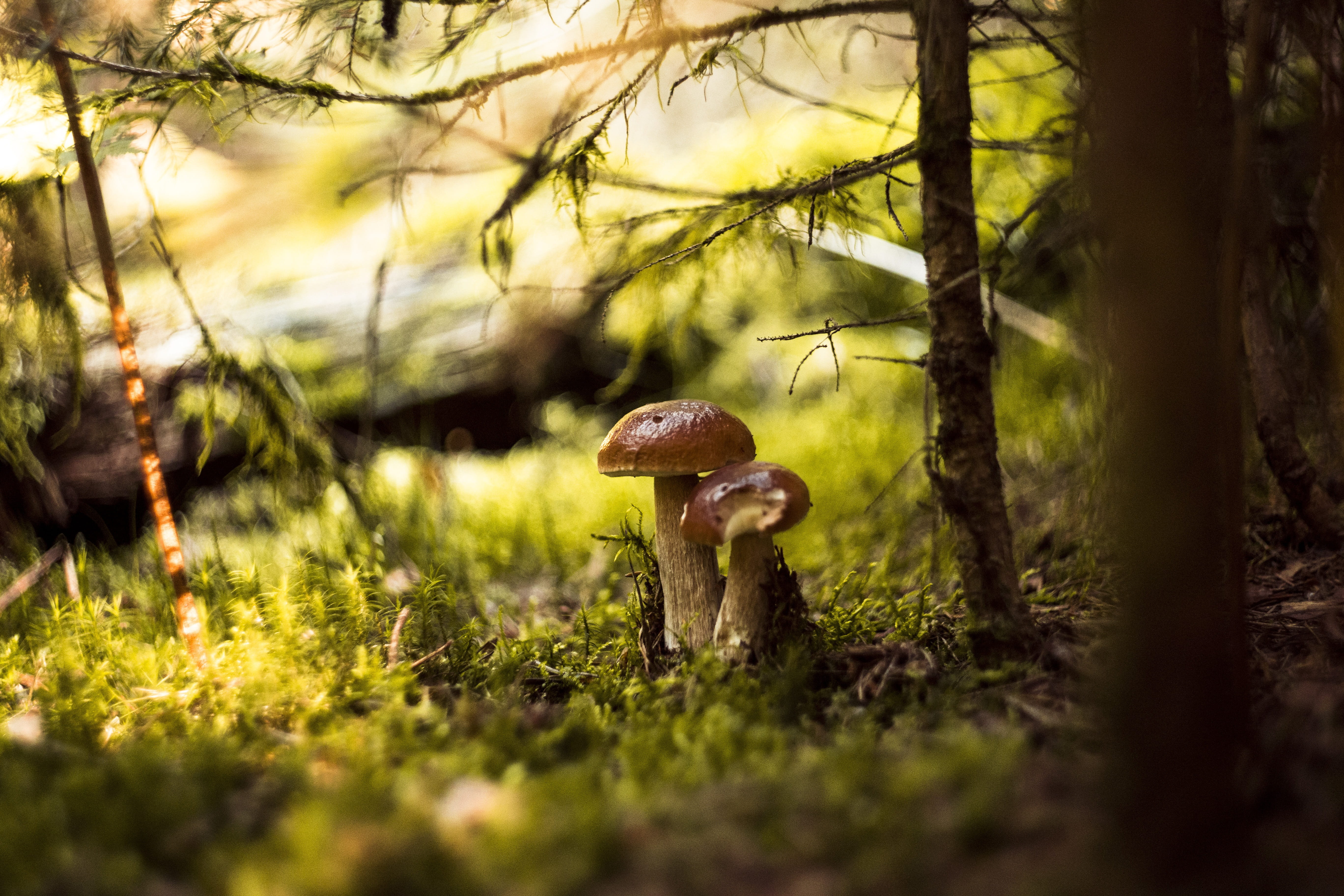 fungus, nature, autumn, green, food, trunk, muscaria, surface level, matryoshka, day, corduroy, poisonous, mushrooms, no people, edible, close up, outdoors, HD Wallpaper