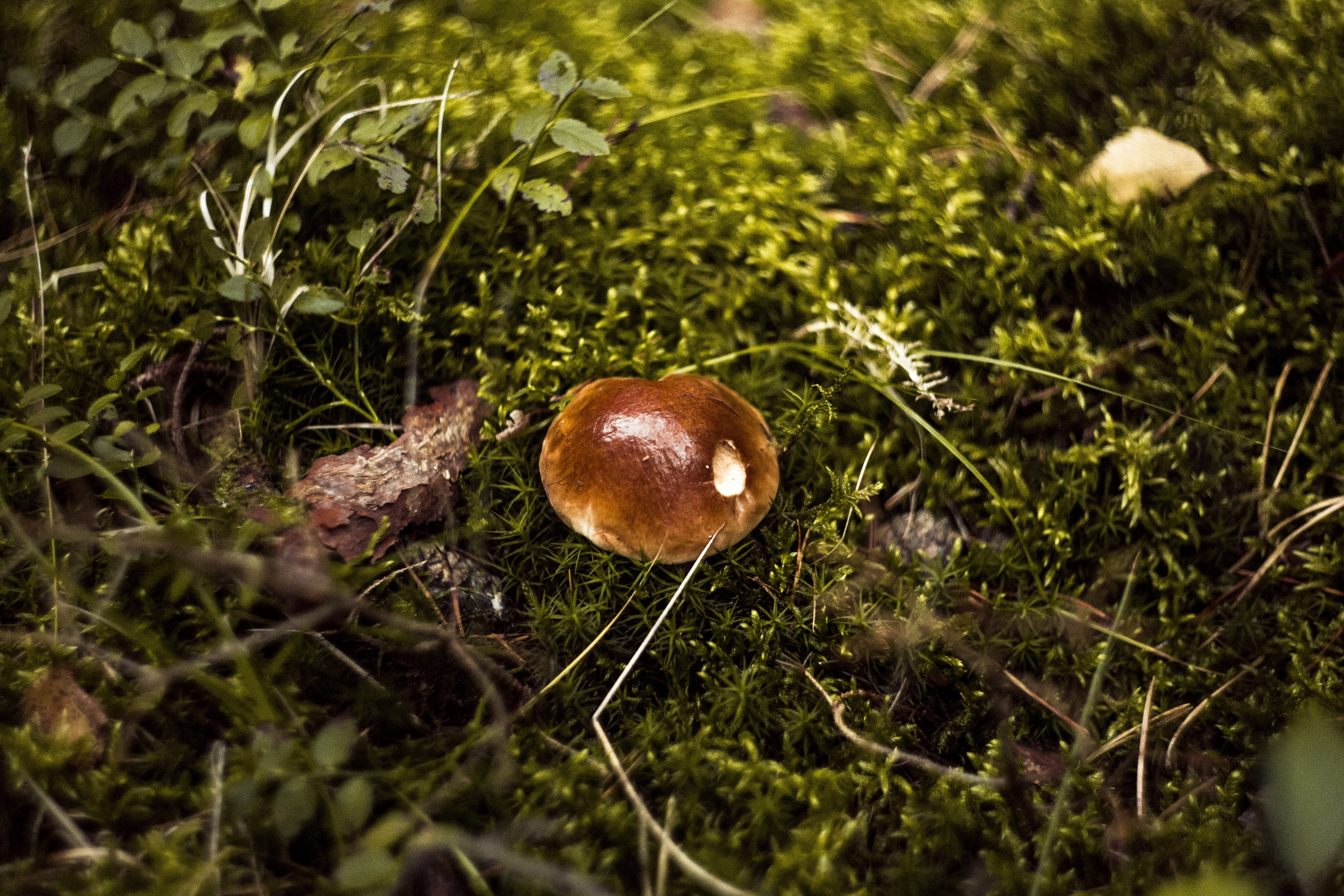 autumn, green, plant, corduroy, matryoshka, vegetable, 5K, hat, moss, grass, no people, fungus, poisonous, poison, green color, red, toadstool, nature, HD Wallpaper
