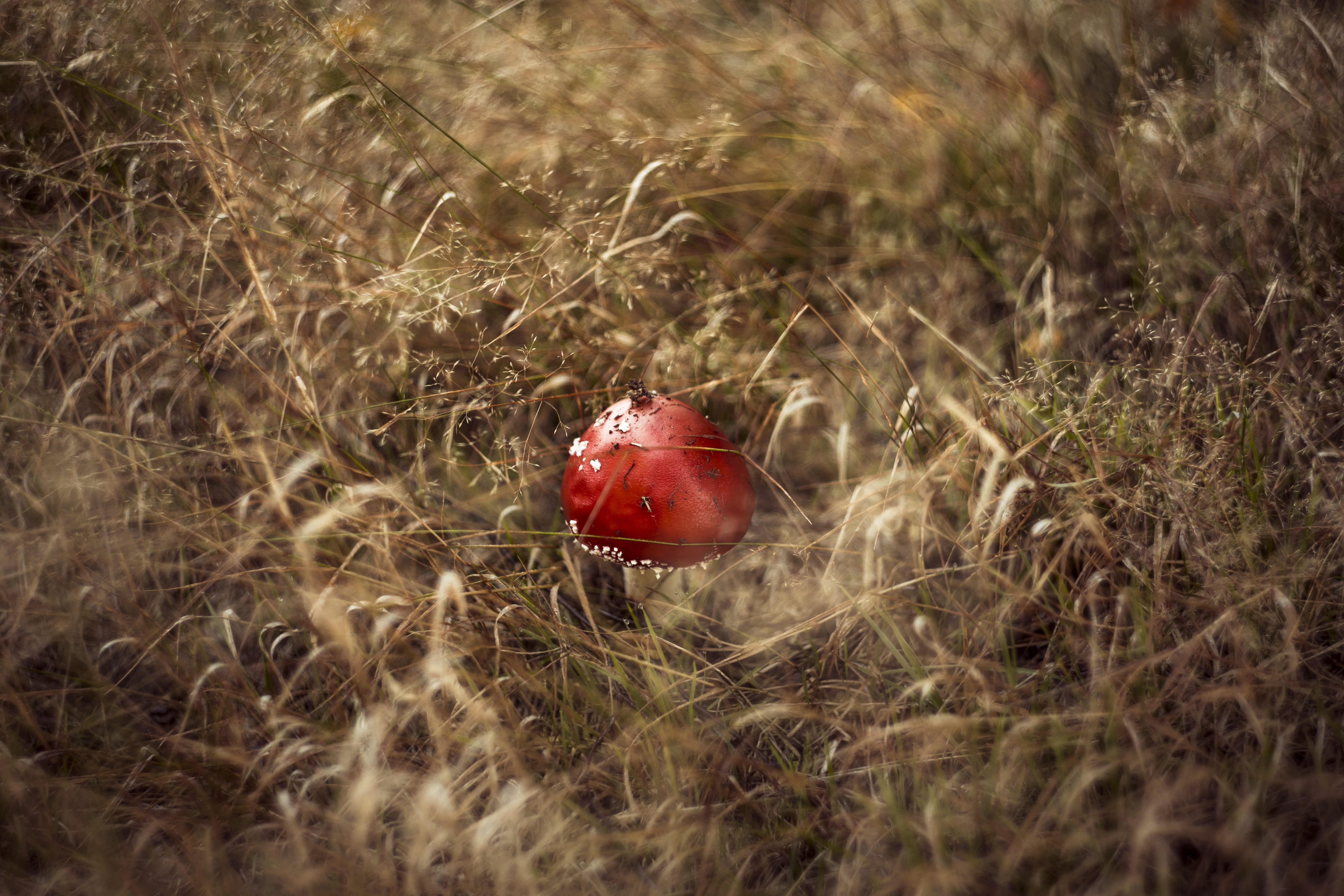 plant, edible, hat, agriculture, beauty in nature, mushrooms, close-up, 5K, amanita, matryoshka, foodstuffs, close up, muscaria, food, fungus, moss, food and drink, HD Wallpaper