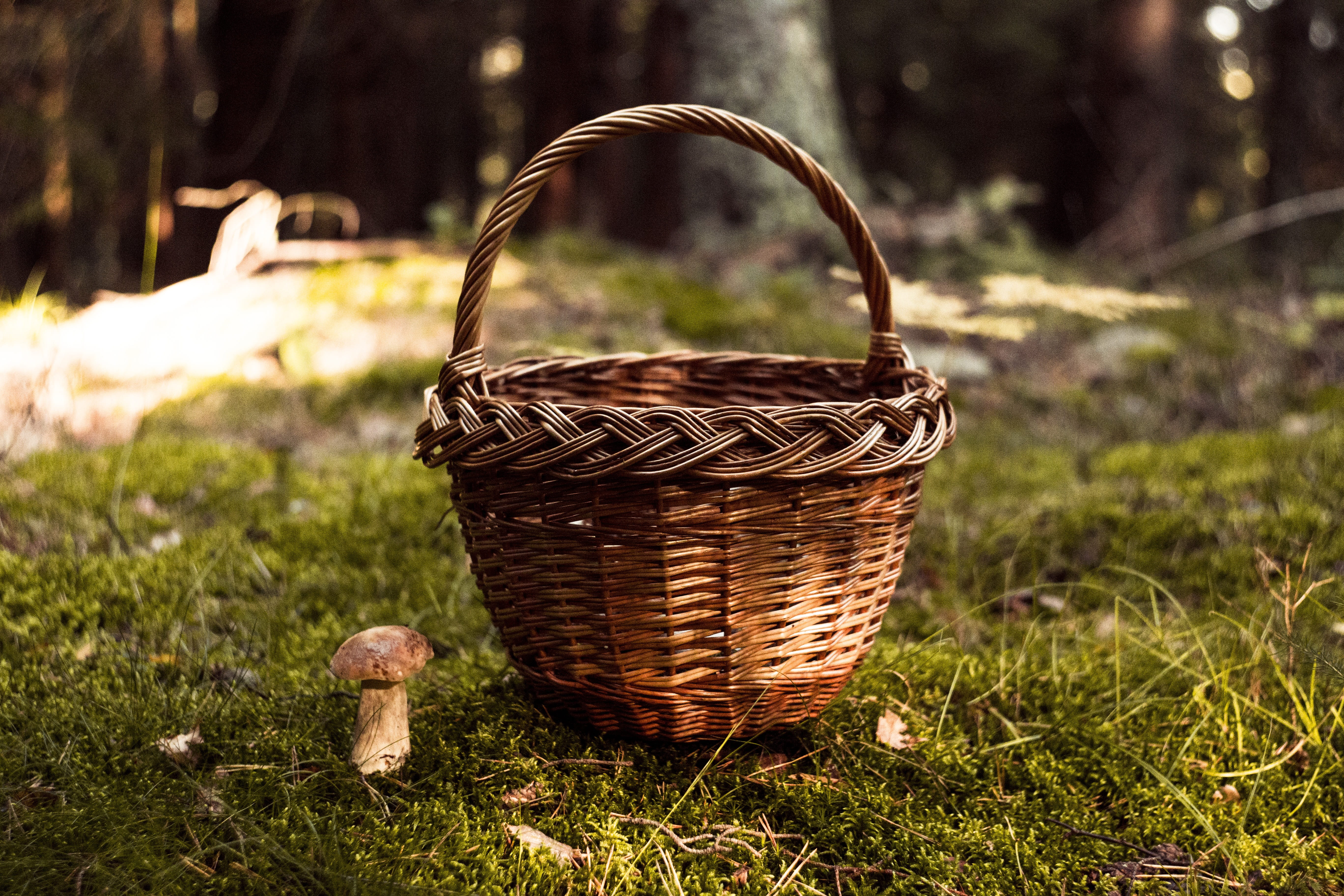 sunlight, grass, red, field, amanita, poison, picnic basket, land, outdoors, focus on foreground, edible, handle, close-up, vegetable, 5K, hat, season, HD Wallpaper