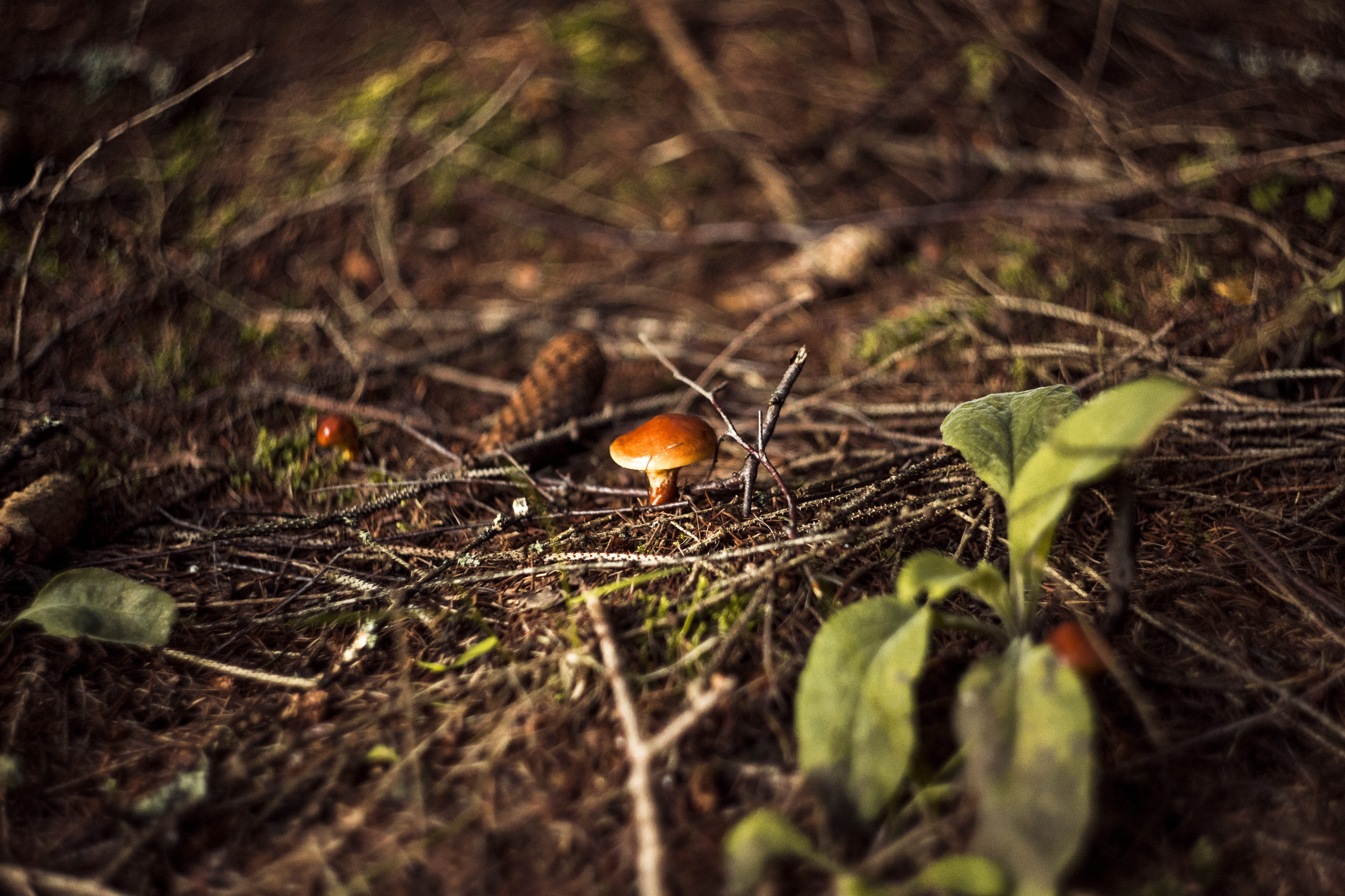hat, field, animal, tree, toxic, corduroy, mushrooms, fungus, land, leaf, moss, season, matryoshka, autumn, dirt, edible, plant part, selective focus, animal wildlife, HD Wallpaper