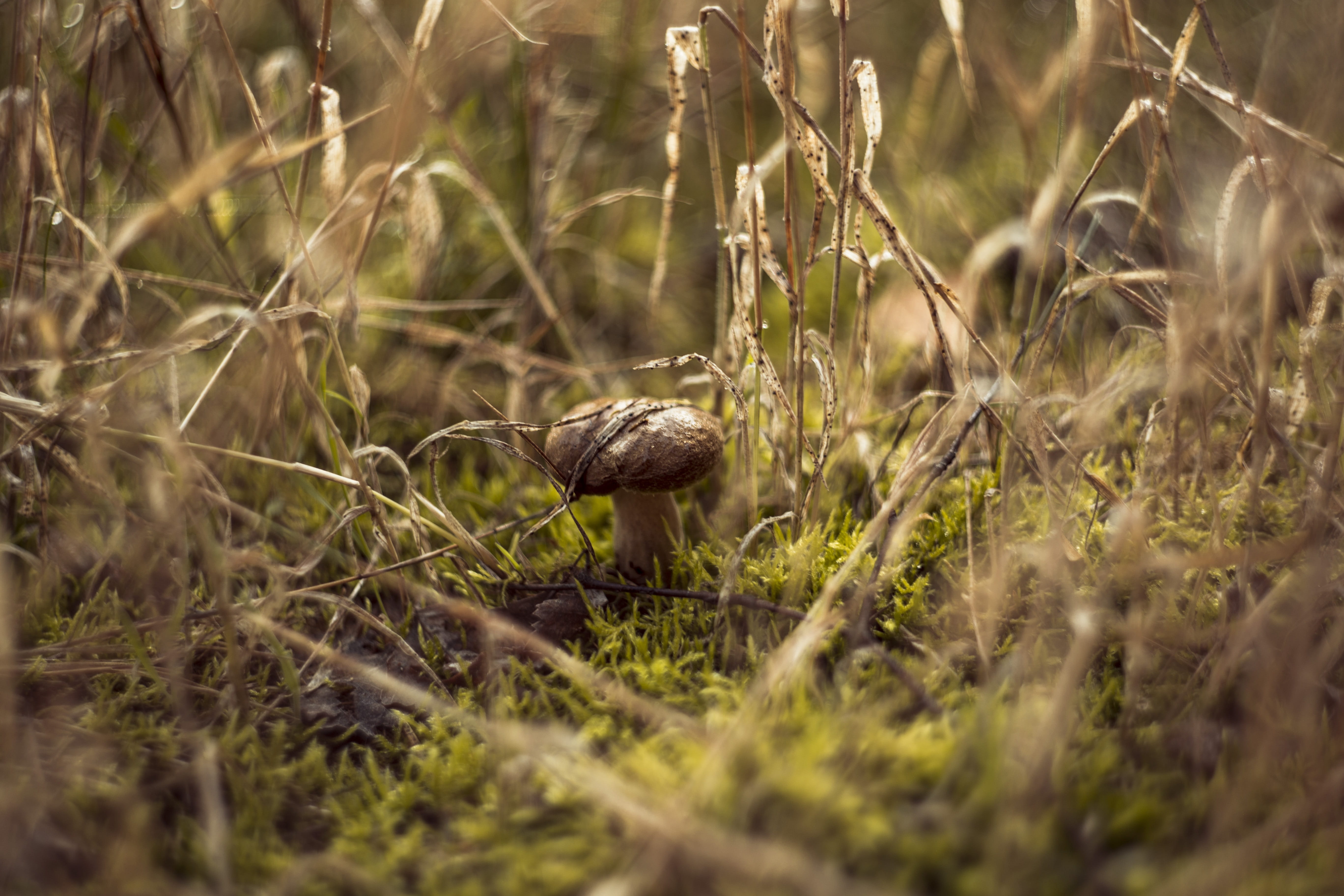 moss, toxic, growth, hat, corduroy, matryoshka, close up, nature, amanita, close-up, grass, 5K, day, mushrooms, tree, animal themes, forest, autumn, muscaria, HD Wallpaper