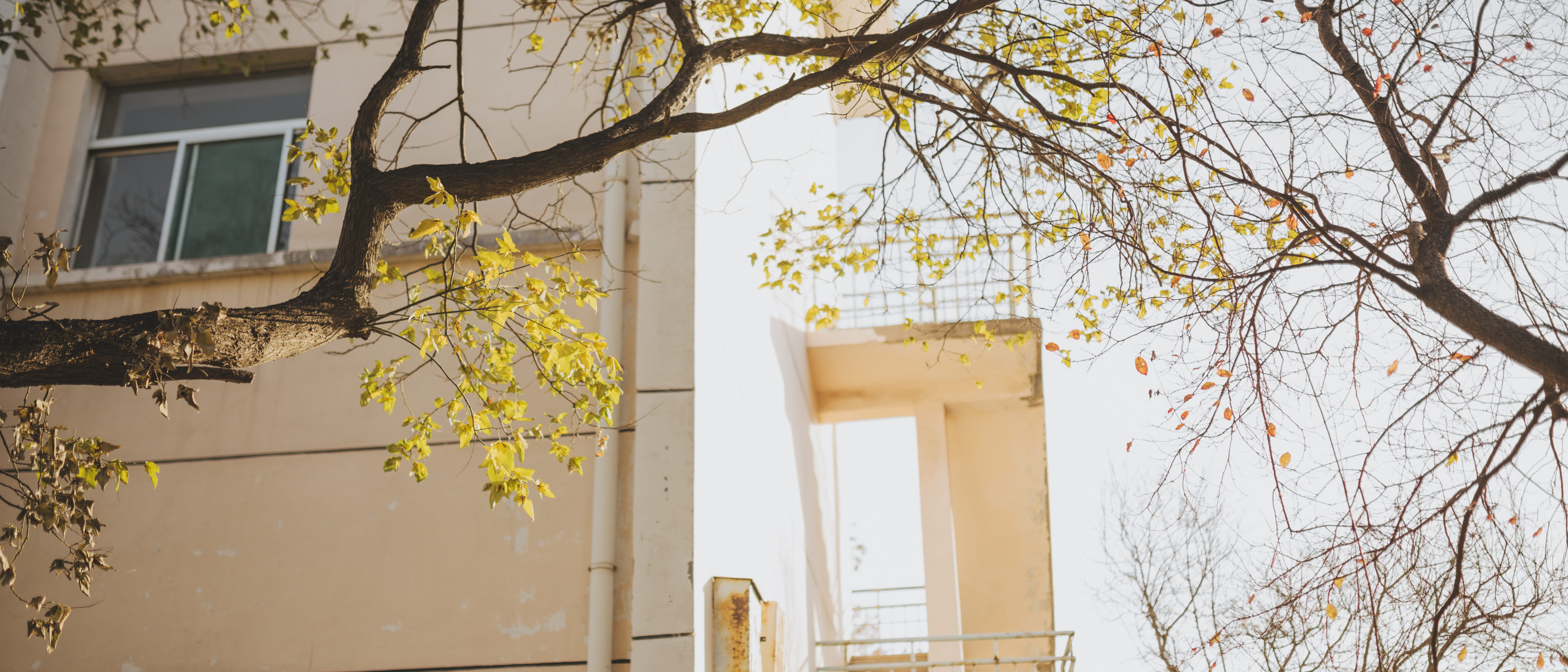 growth, house, town, day, evening dress, outdoors, apparel, low angle view, city, tree trunk, gown, banister, built structure, bare tree, fashion, residential district, HD Wallpaper