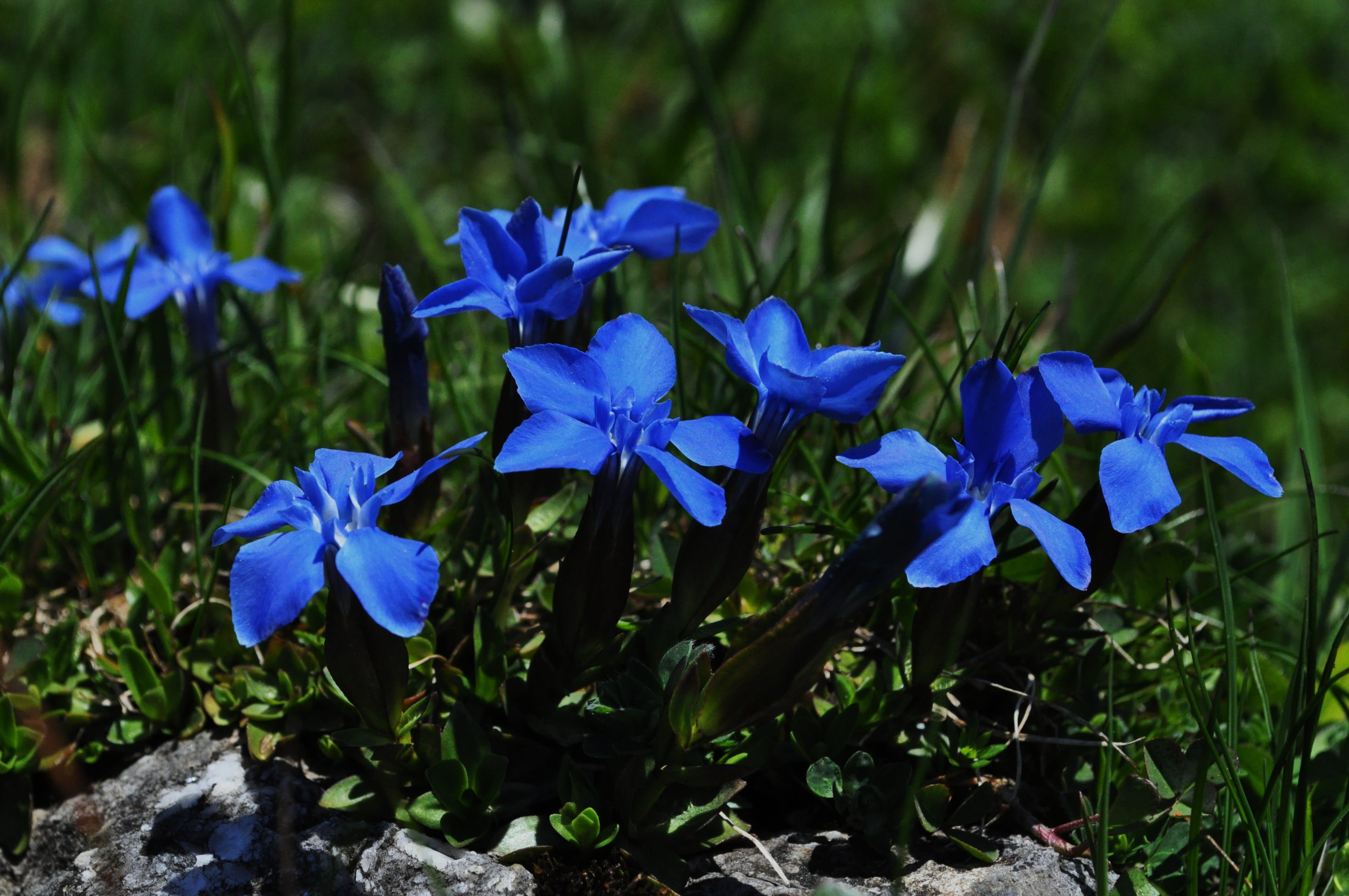 plant part, growth, Close, vulnerability, mountain flower, mountains, field, blue, nature, inflorescence, summer, no people, day, flowering plant, Flower, HD Wallpaper