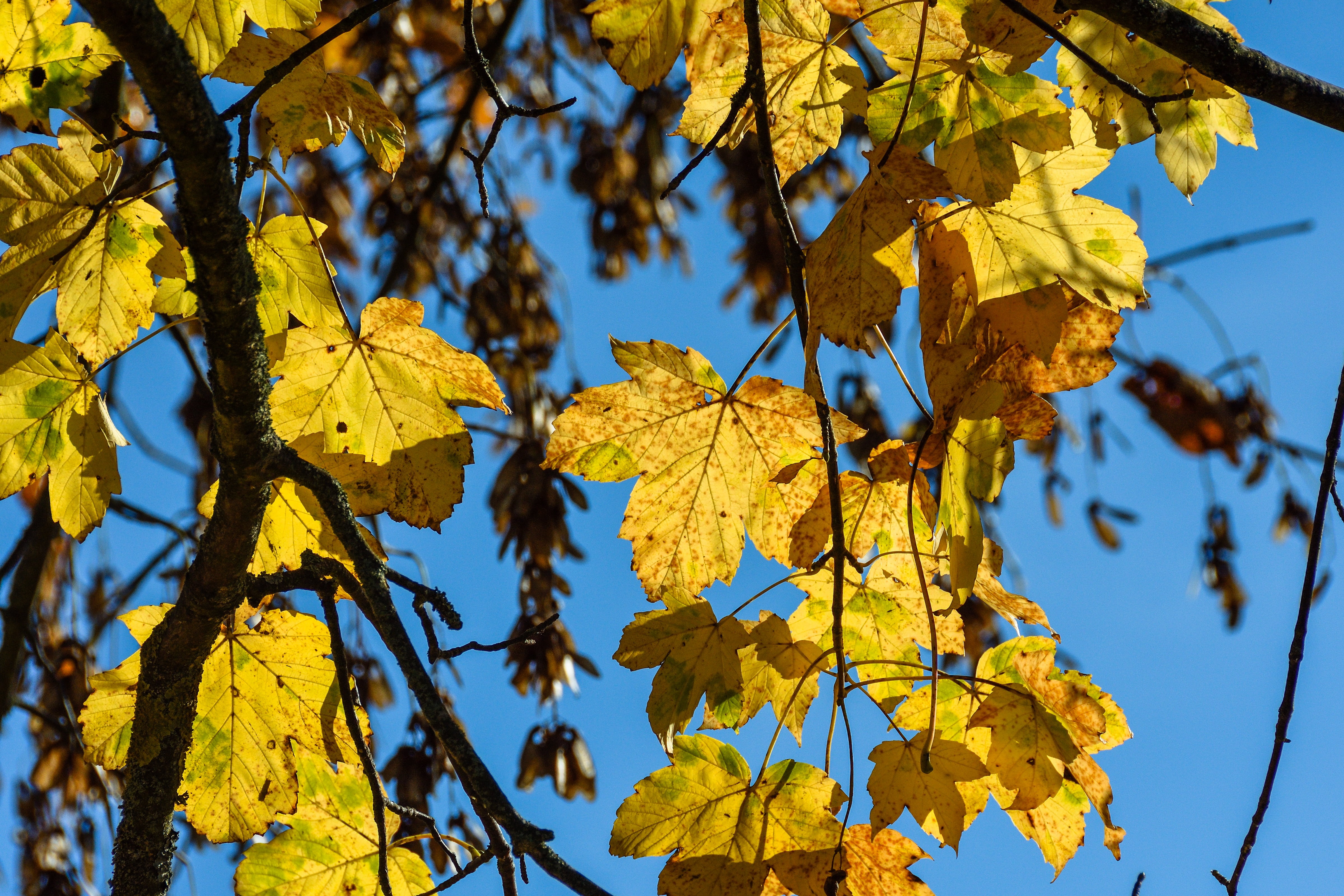 4K, day, autumn, true leaves, forest, maple leaf, deciduous tree, season, leaves, natural condition, low angle view, leaf, change, beauty in nature, growth, HD Wallpaper