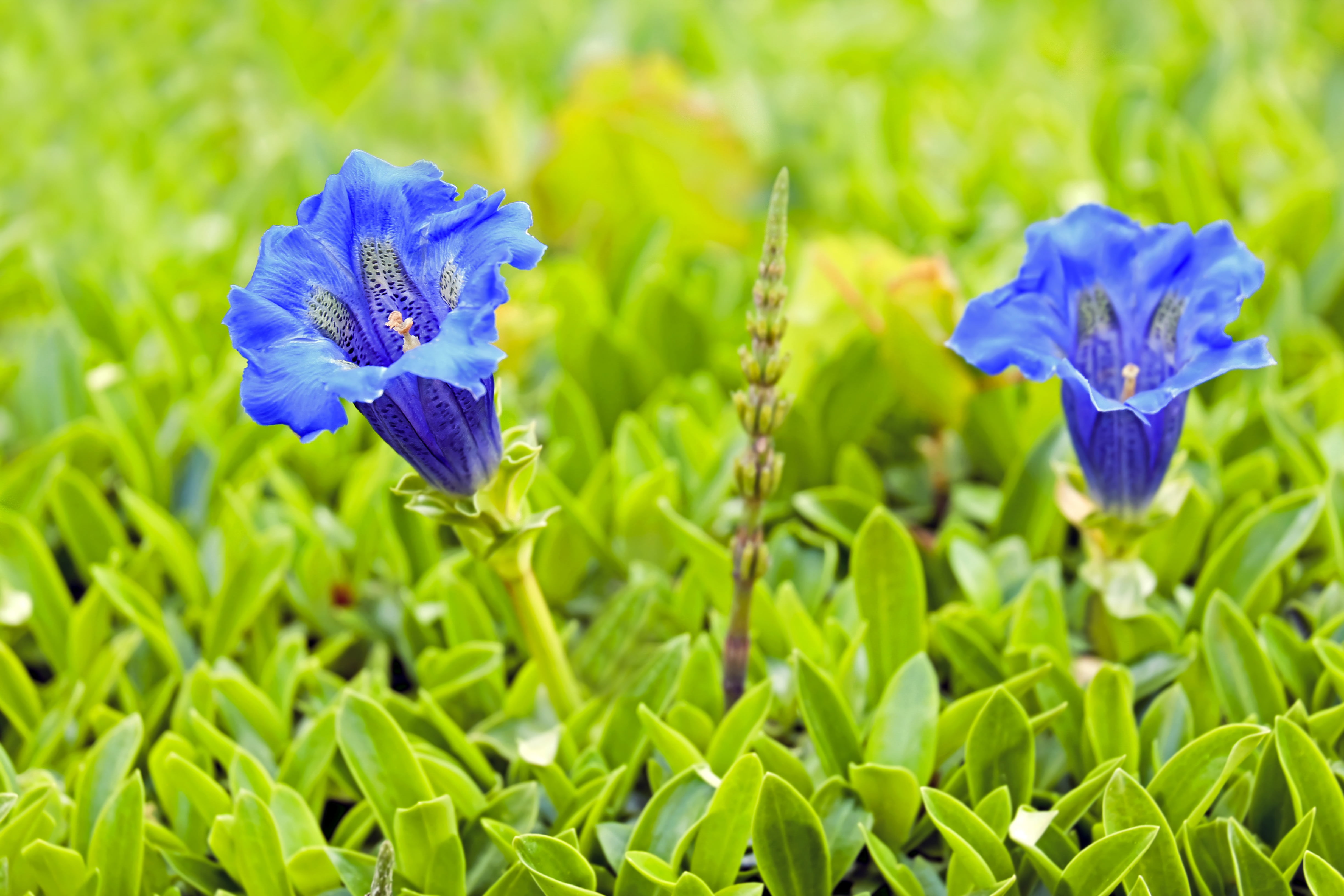 green color, flower head, blue flower, outdoors, blue, alpine plant, close-up, nature, gentianaceae, freshness, plant, field, flowers, mountain flower, HD Wallpaper
