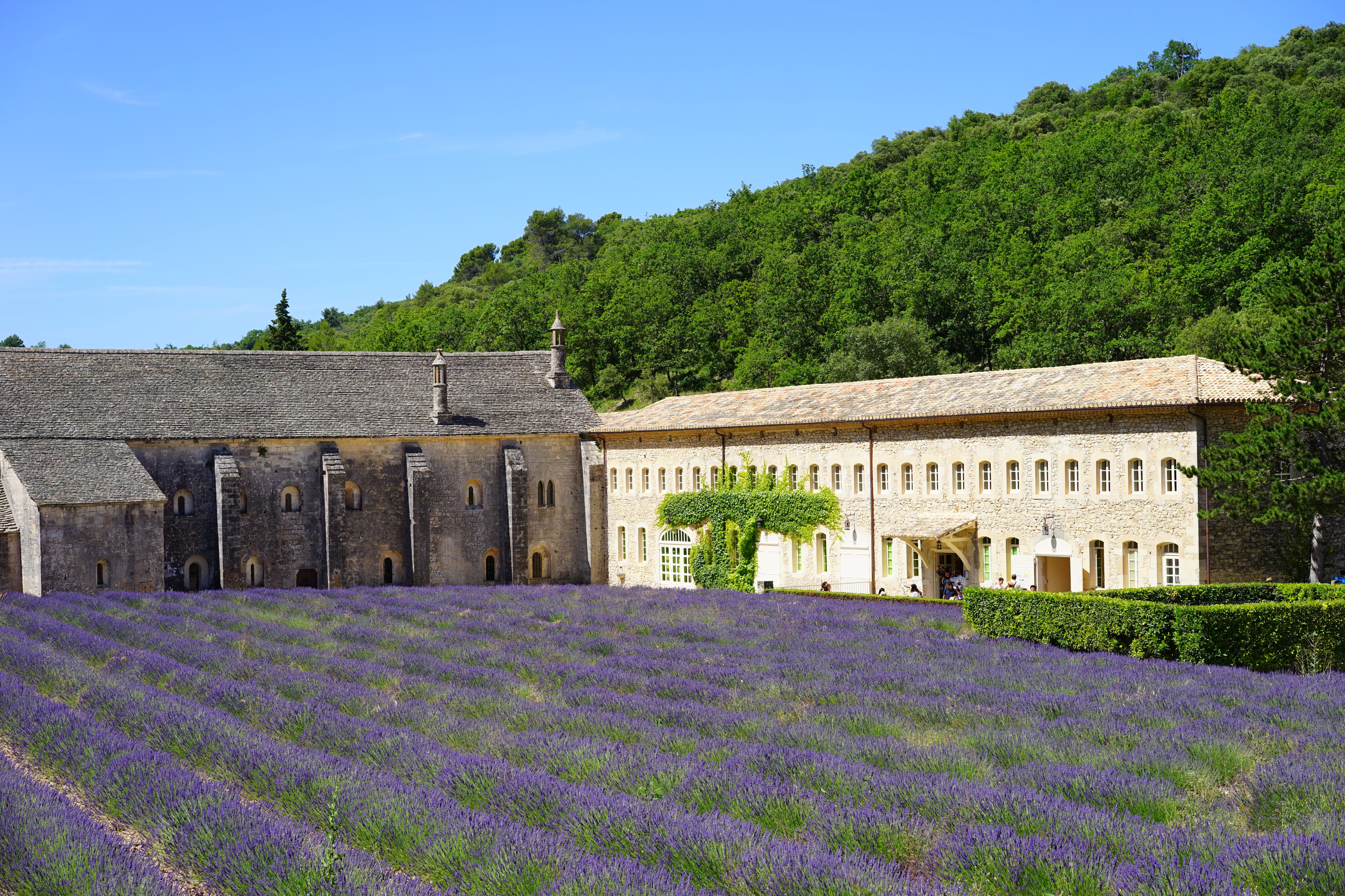 lavandula angustifolia, bed, petals, herb, flowering plant, field, aroma, department of vaucluse, agriculture, abbaye de sénanque, vaucluse, fragrance, HD Wallpaper