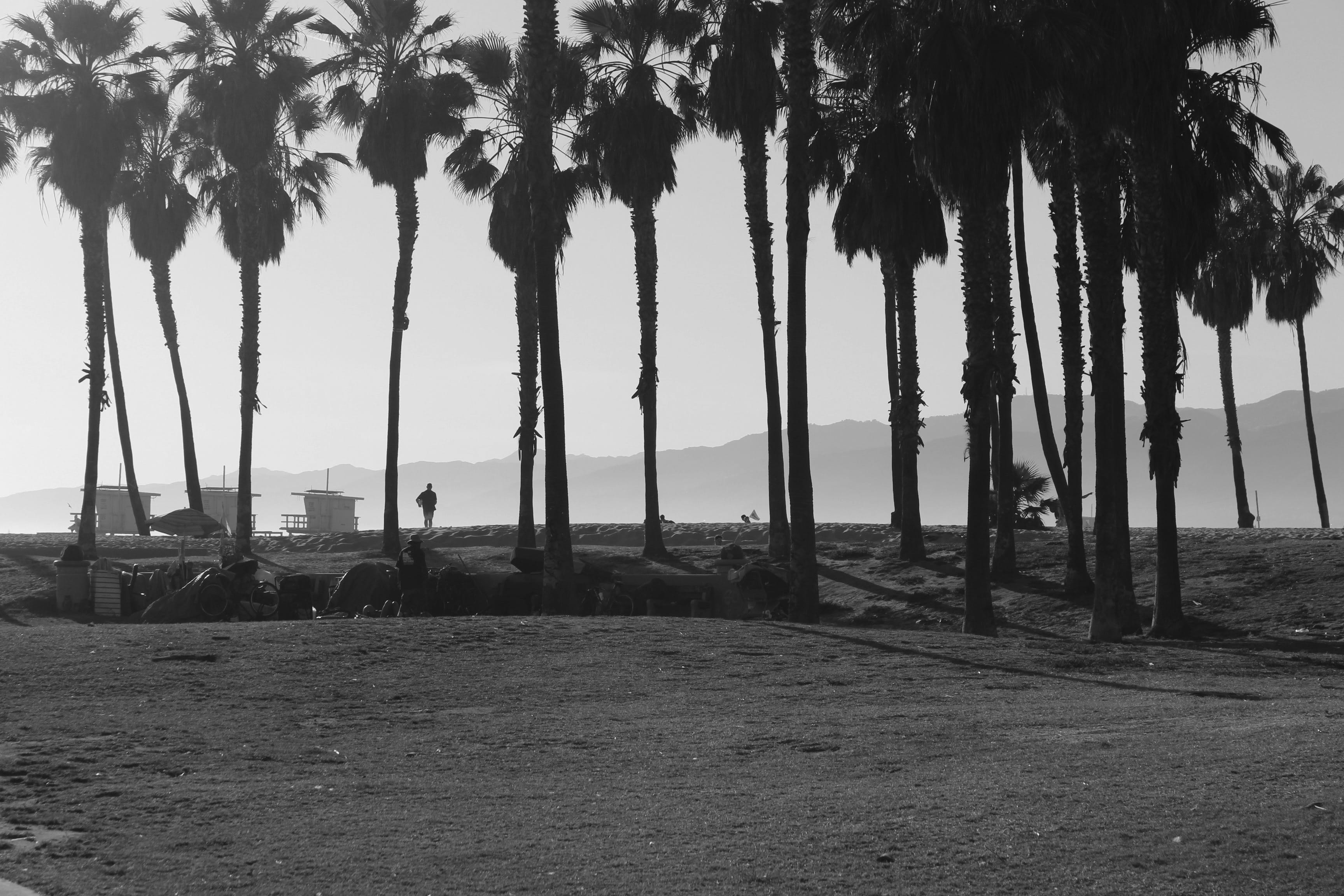 nature, growth, land, united states, no people, plant, architectural column, coconut palm tree, venice beach, architecture, los angeles, tree, day, environment, HD Wallpaper