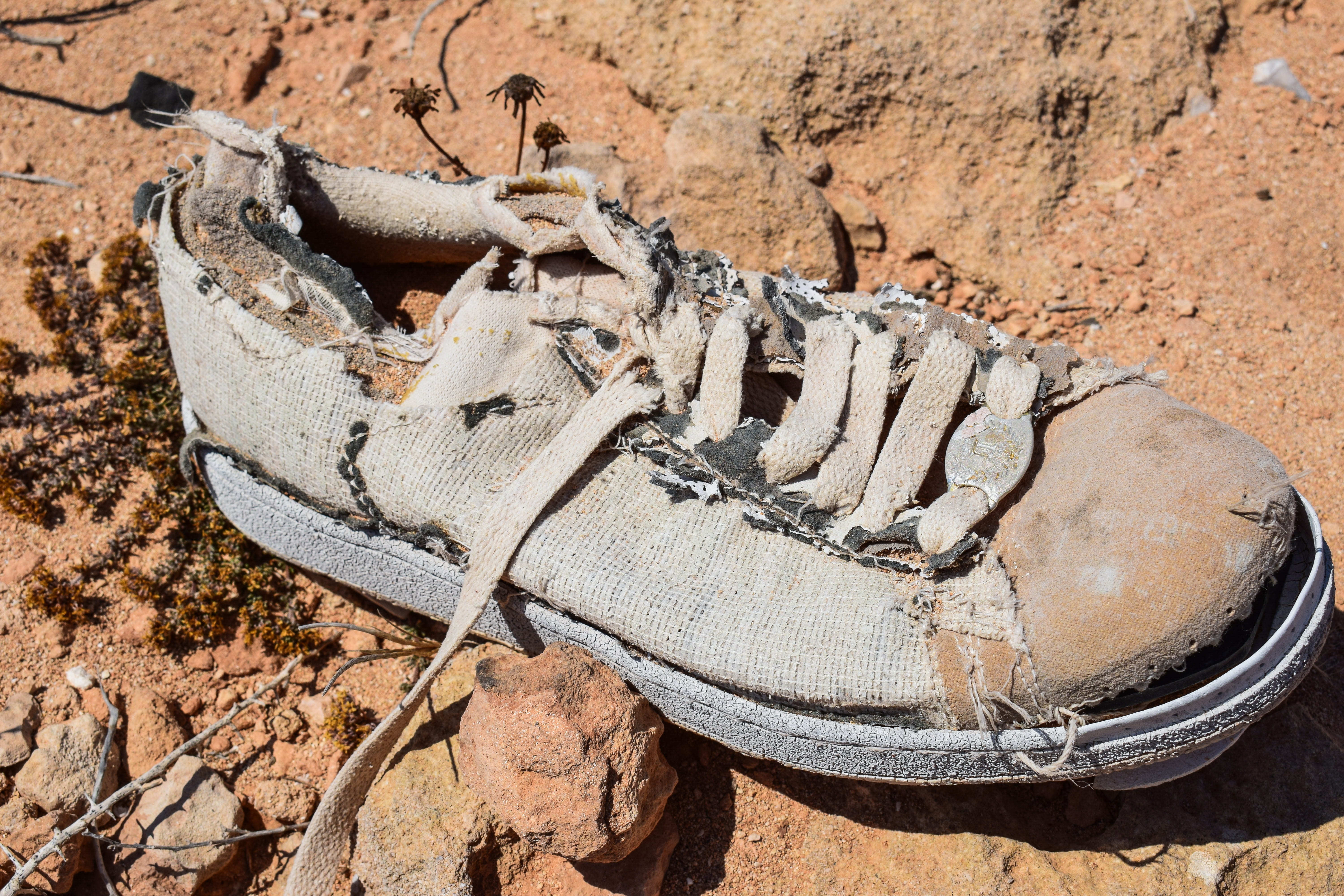 still life, 5K, grungy, animal themes, nature, animal wildlife, animals in the wild, outdoors, Old, no people, Wear, day, Decay, lizard, sunlight, old shoe, HD Wallpaper