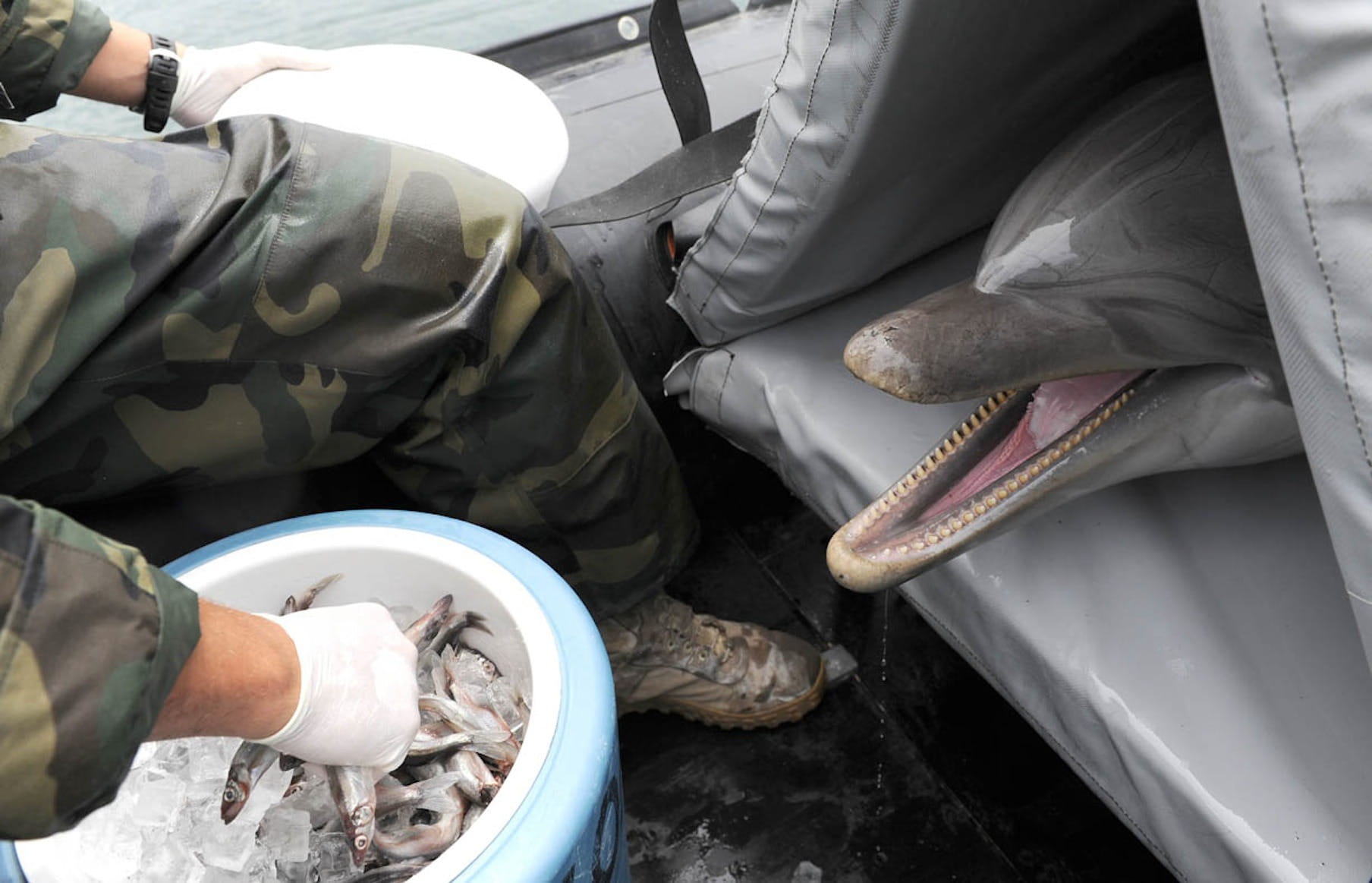 adult, Dolphin, Rescue, human hand, Porpoise, Mammal, people, real people, dirty, outdoors, men, hand, day, human body part, human foot, 720P, service, HD Wallpaper