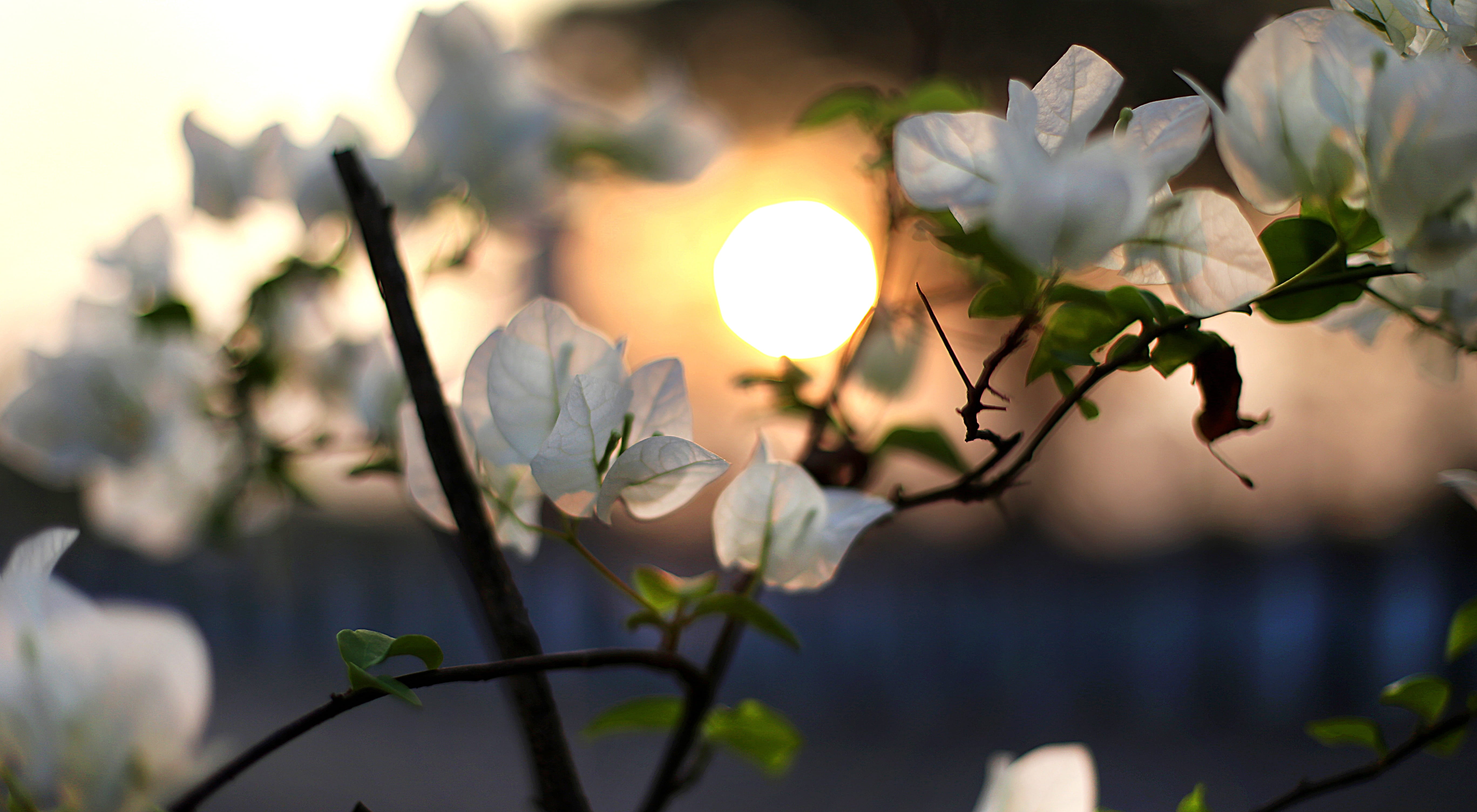 blooming, white color, water, tree, flower, sunny, 5K, plant, sunset, vulnerability, flower head, summer, softness, bougainvillea, light, no people, fragility, HD Wallpaper