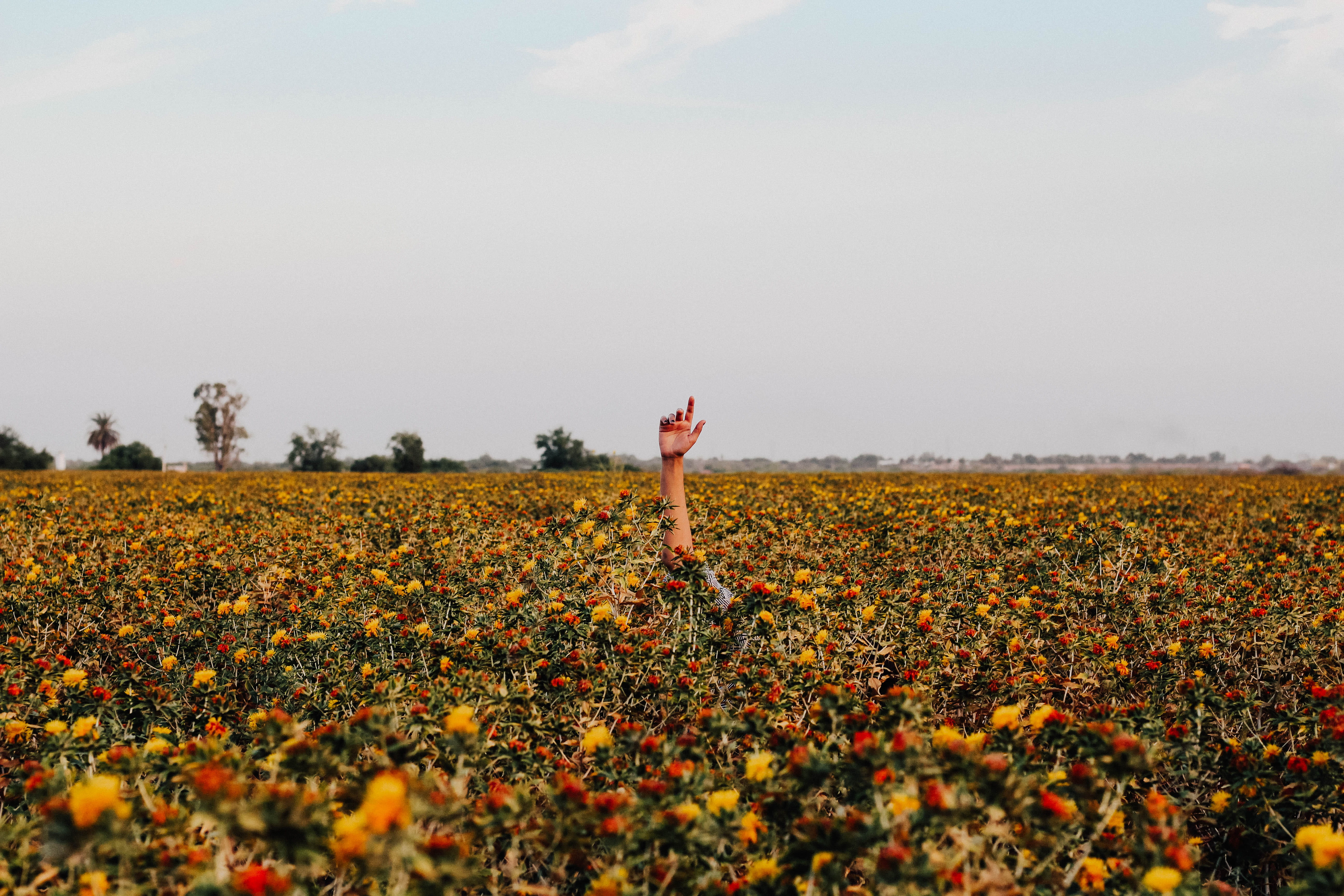 canon, growth, land, heaven, one person, arm, human arm, raising, help, person, standing, grass, beauty in nature, yellow, reach, right, girl, red, tranquil scene, HD Wallpaper