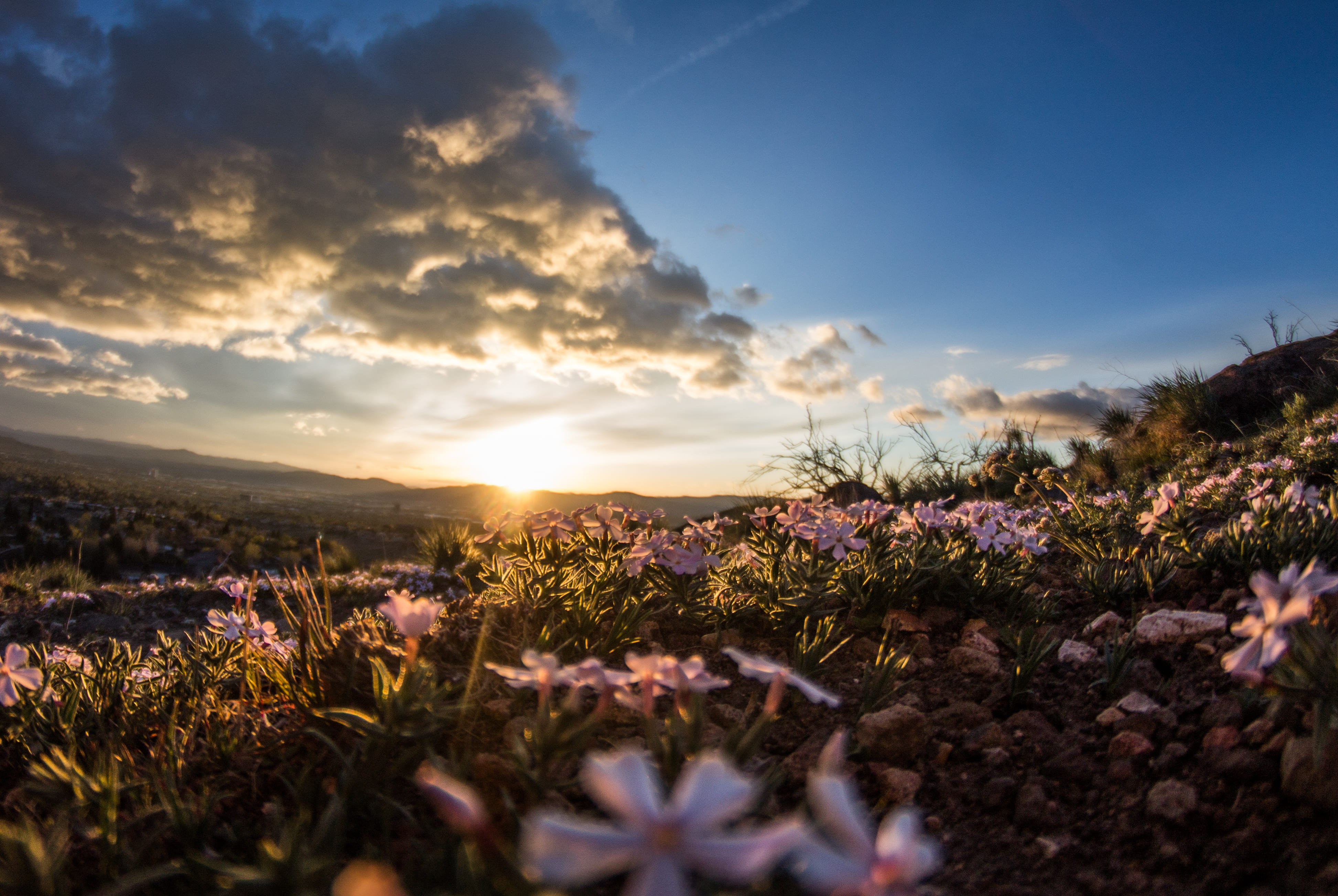 sunset, freshness, spring, nature, environment, white, outdoors, vulnerability, 4K, purple, flower, landscape, grass, sky, fragility, golden, petaled, HD Wallpaper
