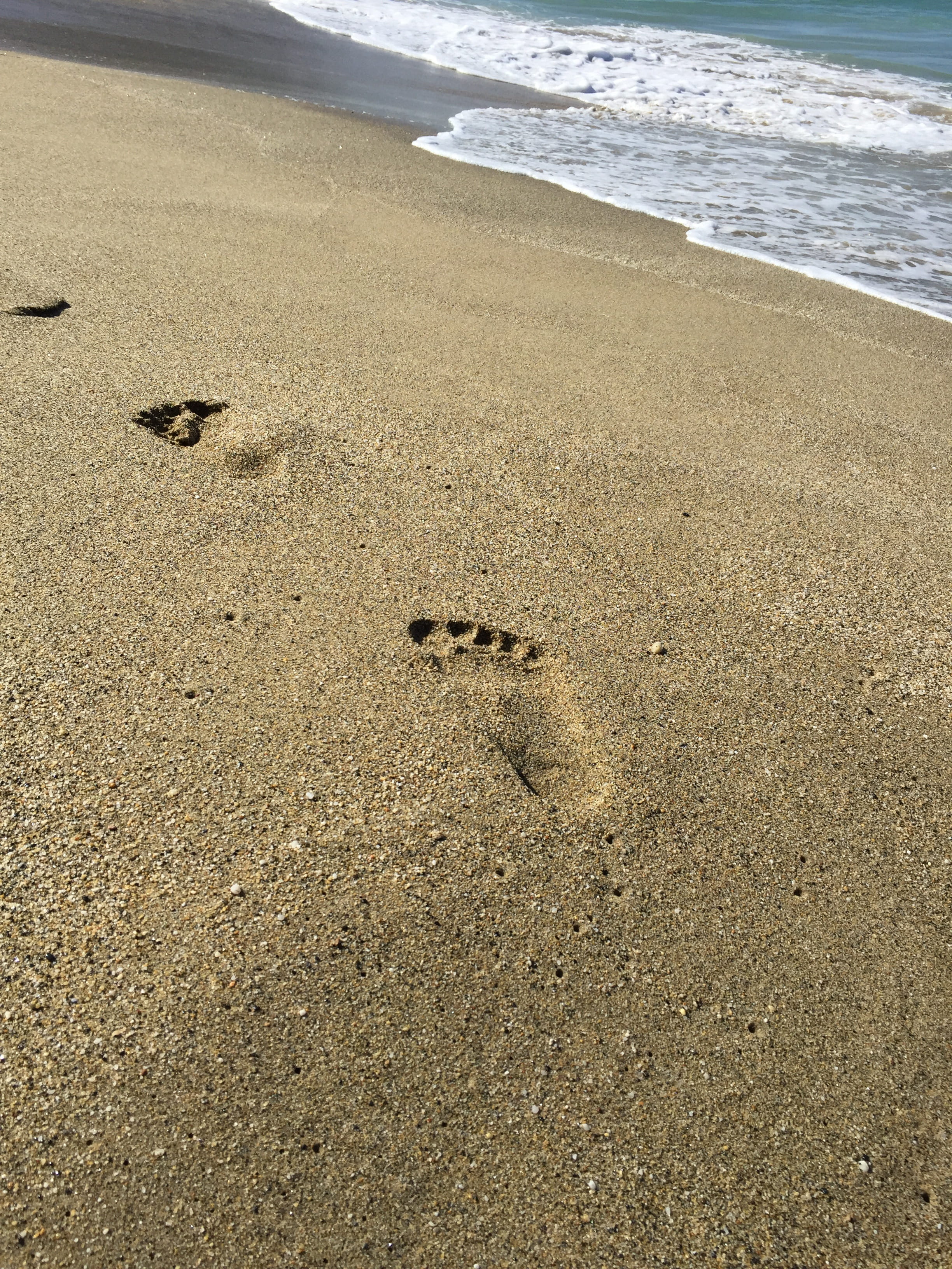 beach, high angle view, one animal, 2K, land, day, footprint, wave, Resort, motion, no people, beauty in nature, wet, nature, Prints, outdoors, paw print, Phone HD Wallpaper