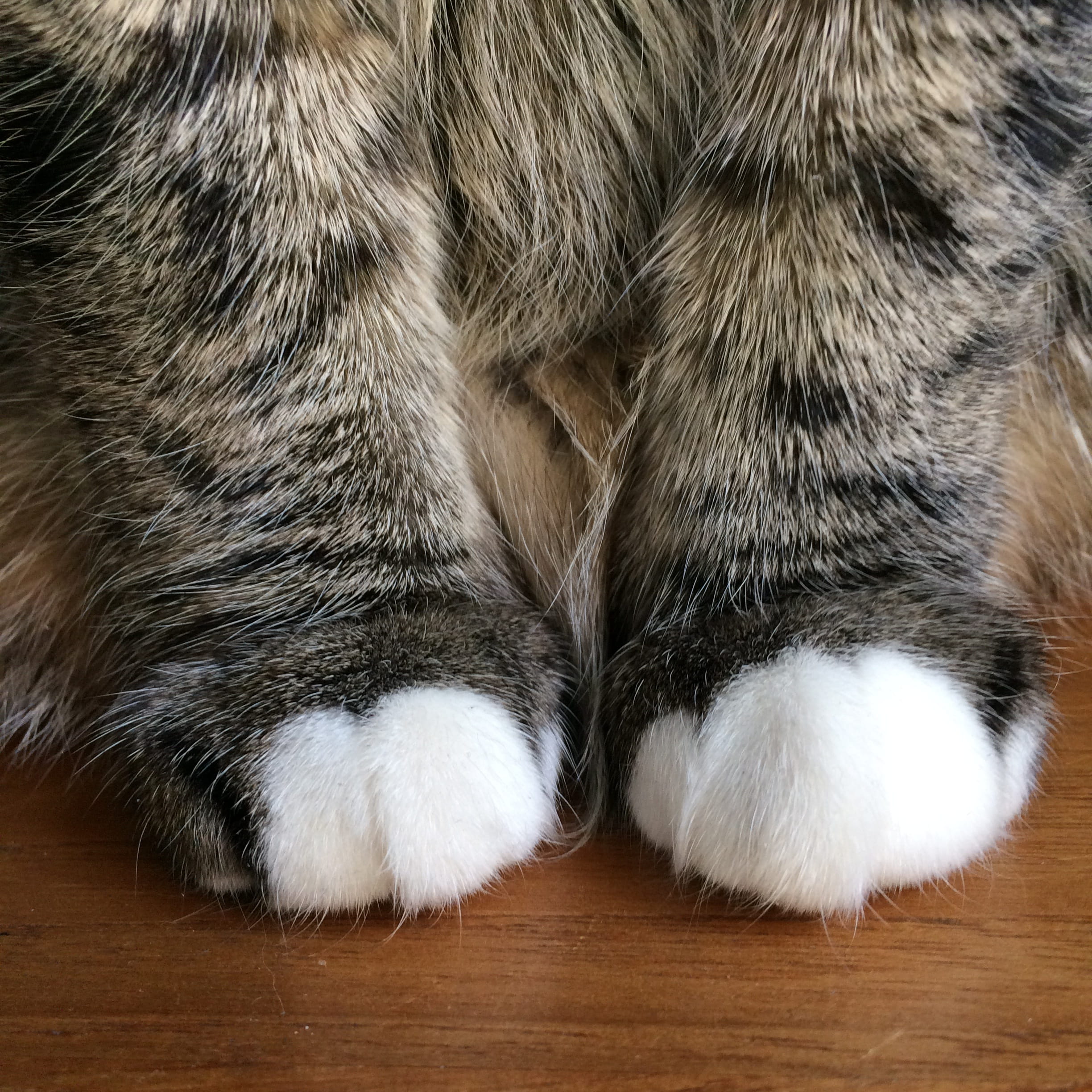 paws, whisker, pets, paw, feline, indoors, animal leg, domestic, domestic animals, mieze, 1080P, vertebrate, cat, animal body part, animal, animal hair, Phone HD Wallpaper