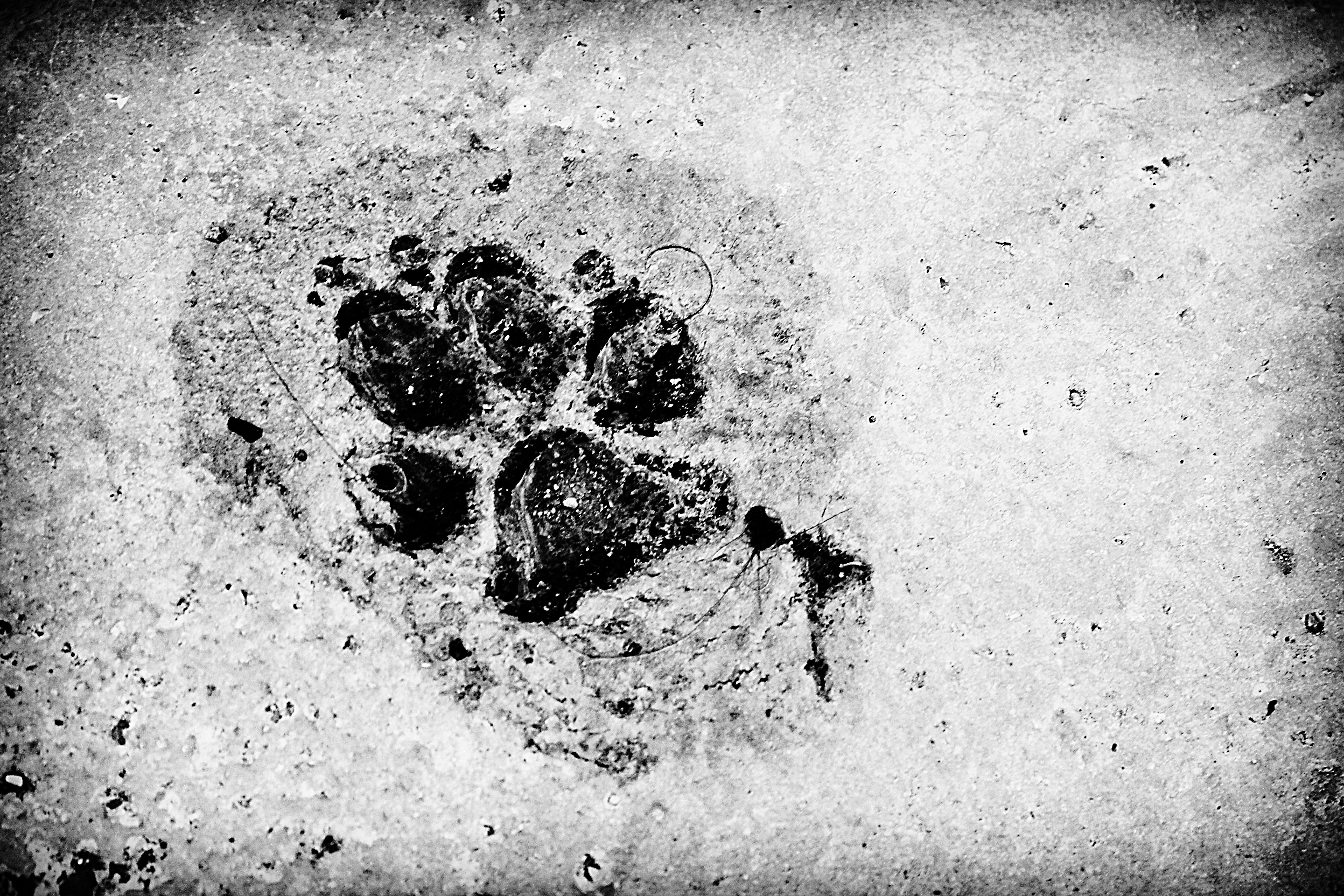 cement, man, paw print, nature, positive emotion, emotion, water, day, footprint, abstract, love, pet, creativity, auto post production filter, amici, outdoors, HD Wallpaper