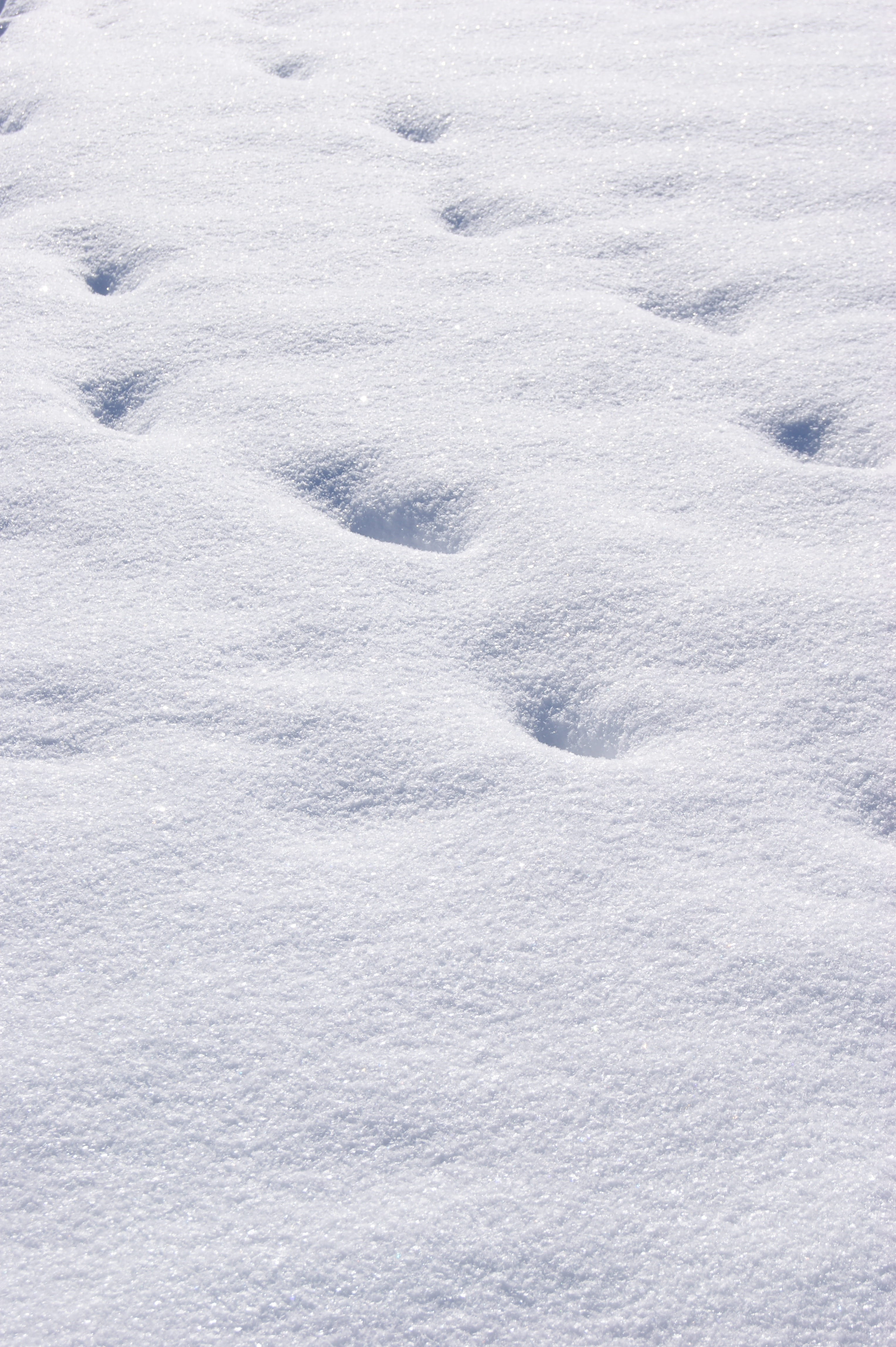 powder snow, print, outdoors, nature, beauty in nature, Traces, footprint, no people, field, high angle view, White, Wintry, pattern, paw print, backgrounds, Phone HD Wallpaper
