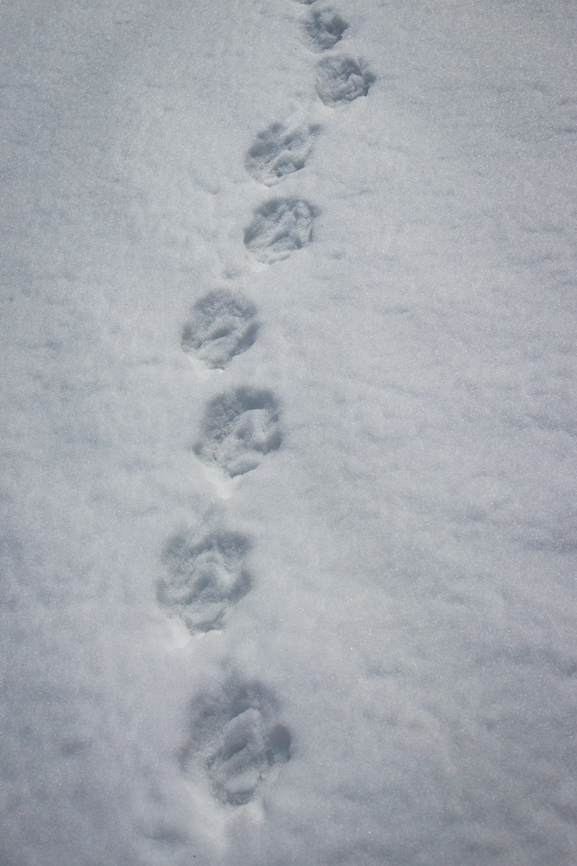 reprint, snow tramp, animal, white, traces, footprint, outdoors, white color, covering, paw print, winter, full frame, nature, high angle view, no people, Phone HD Wallpaper