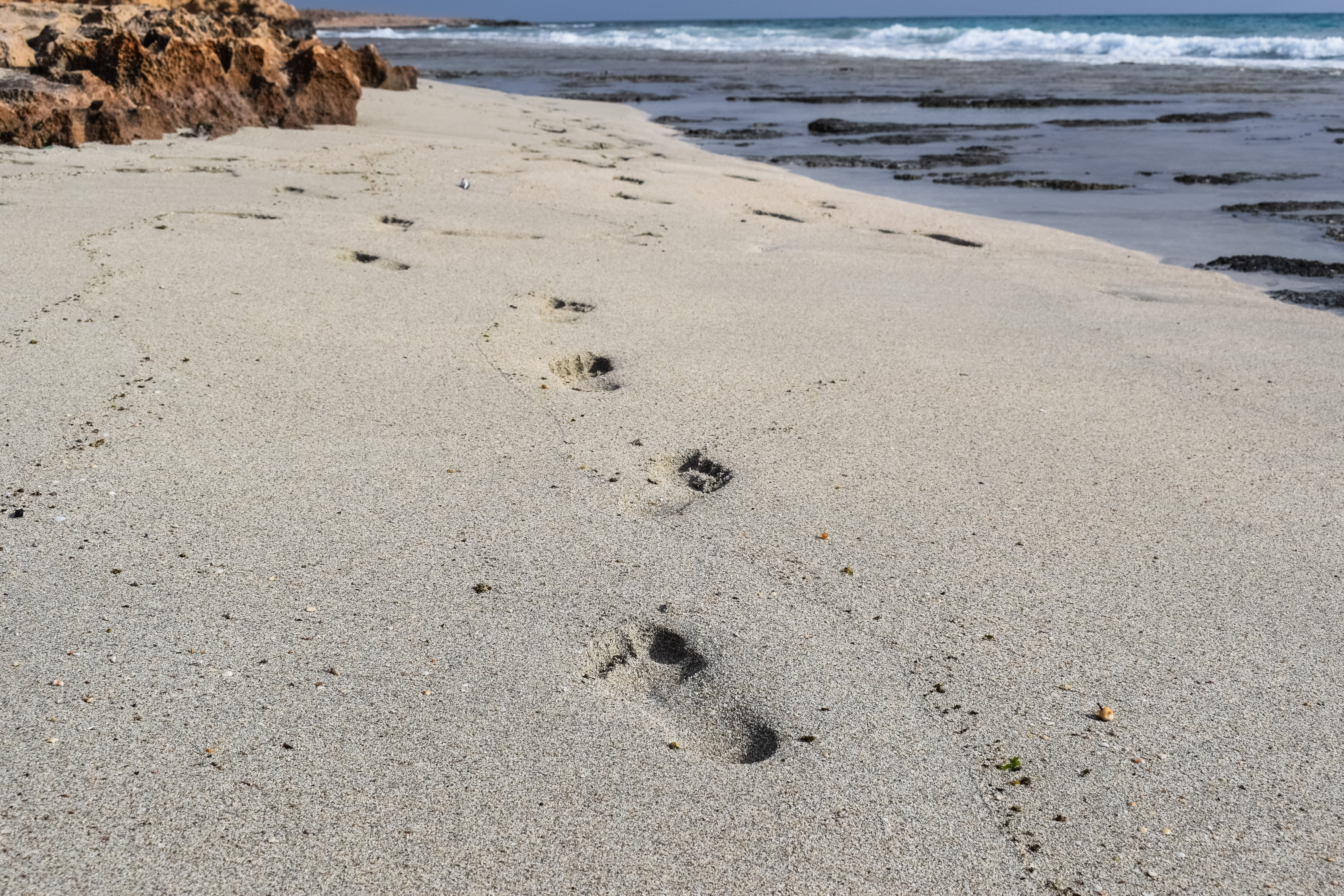 land, absence, paw print, sport, barefoot, sea, footprints, no people, wet, beauty in nature, day, beach, steps, nature, water, mark, track - imprint, outdoors, HD Wallpaper