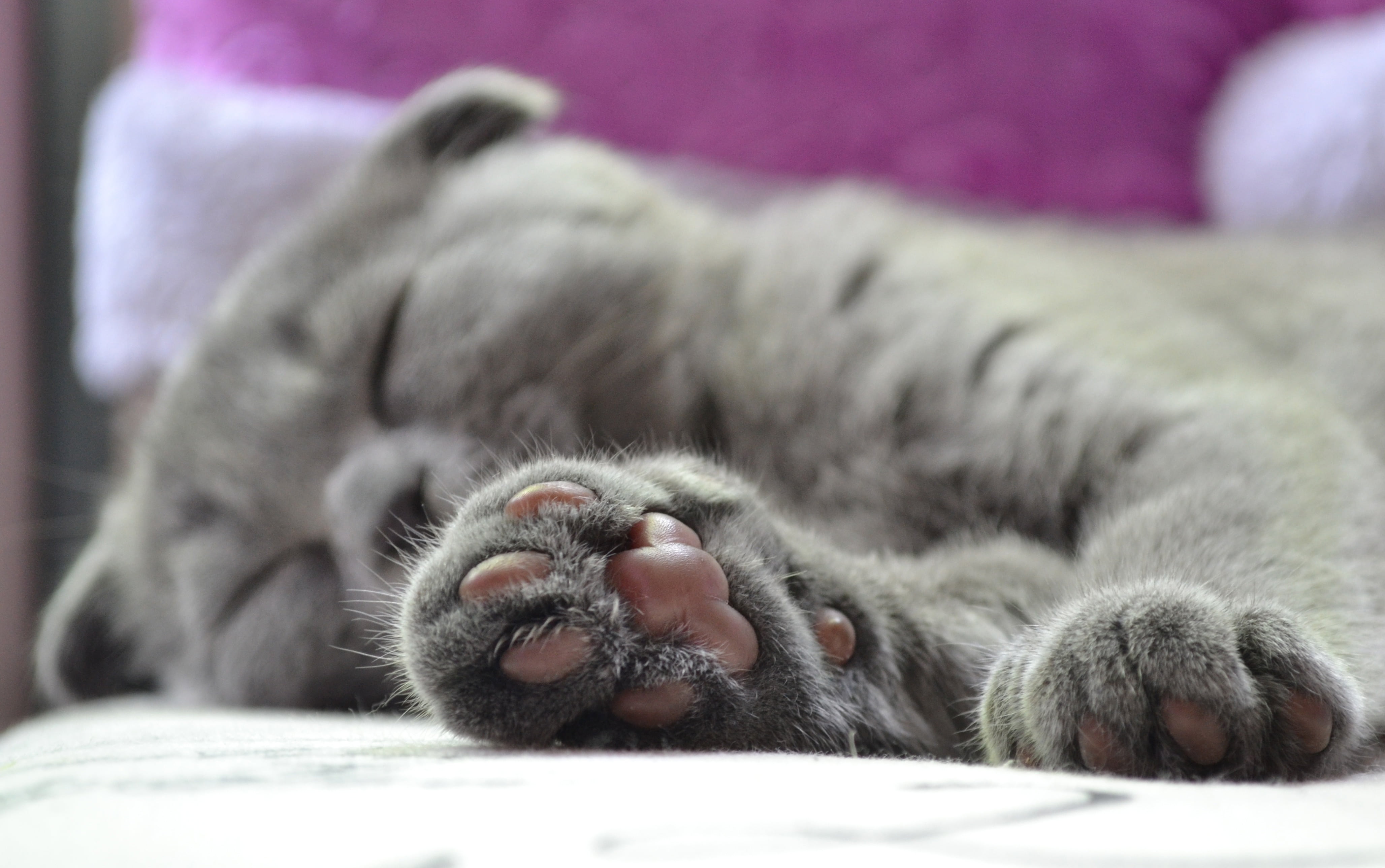 lying down, resting, cats paw, mammal, animals in the wild, 4K, animal body part, photography, day, relaxation, animal themes, animal head, no people, HD Wallpaper