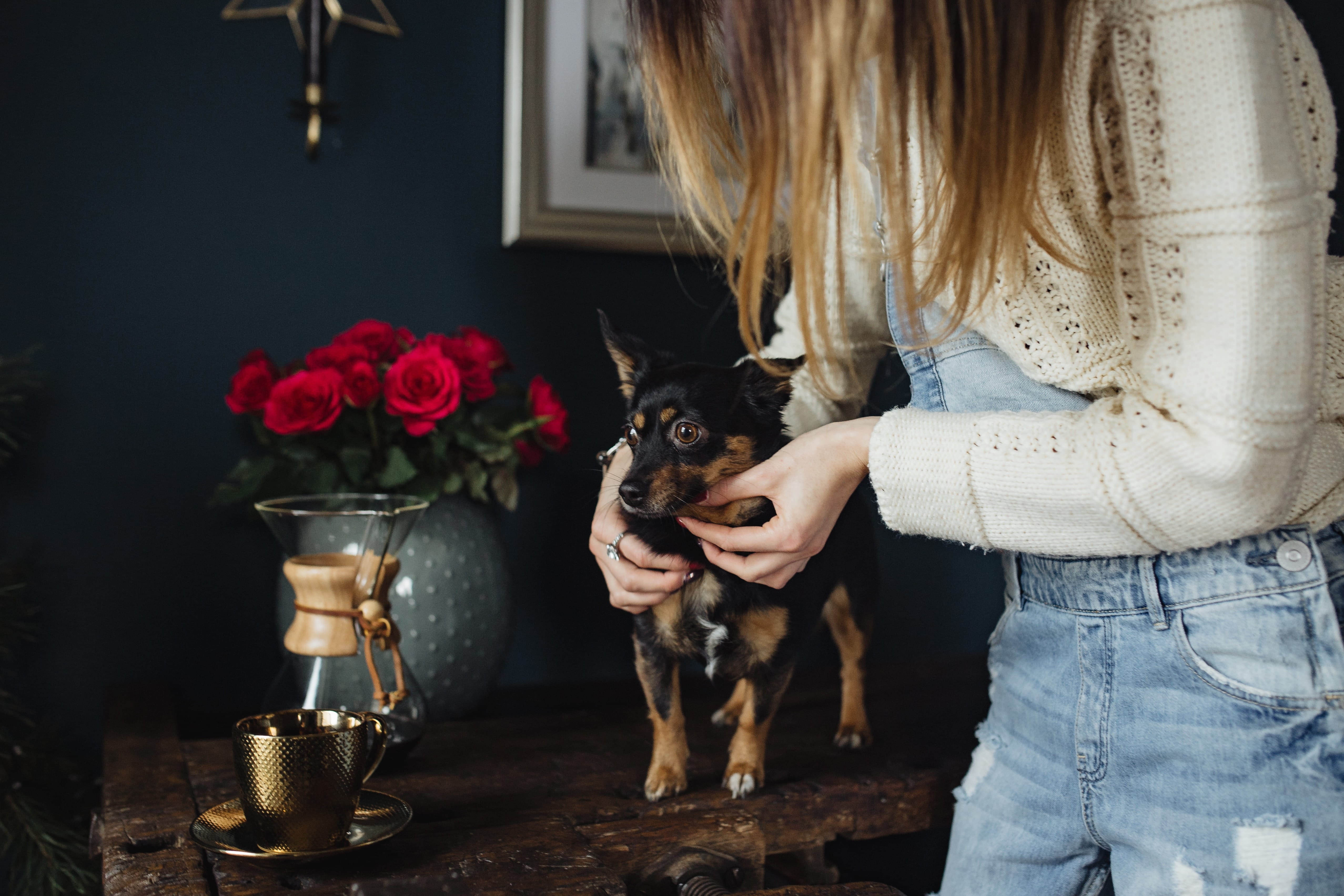 lifestyles, small, domestic animals, real people, girl, female, finely, one person, mammal, woman, friendship, 4K, pet owner, hair, brewed, adult, playing, HD Wallpaper