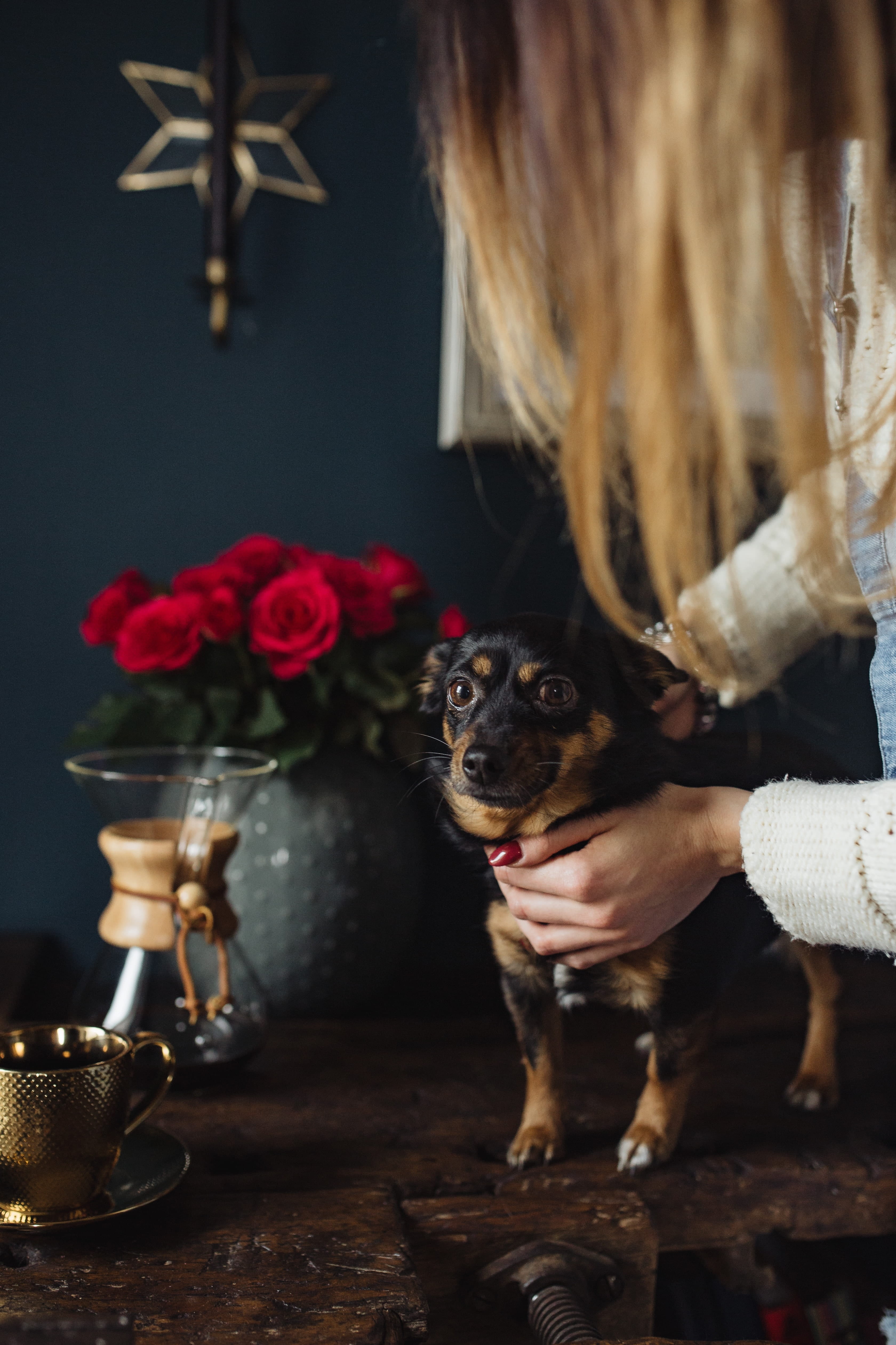 celebration, enjoying, indoors, domestic animals, one person, girl, glass, woman, canine, playing, brewed, domestic, dog, female, chemex, flower, table, Phone HD Wallpaper