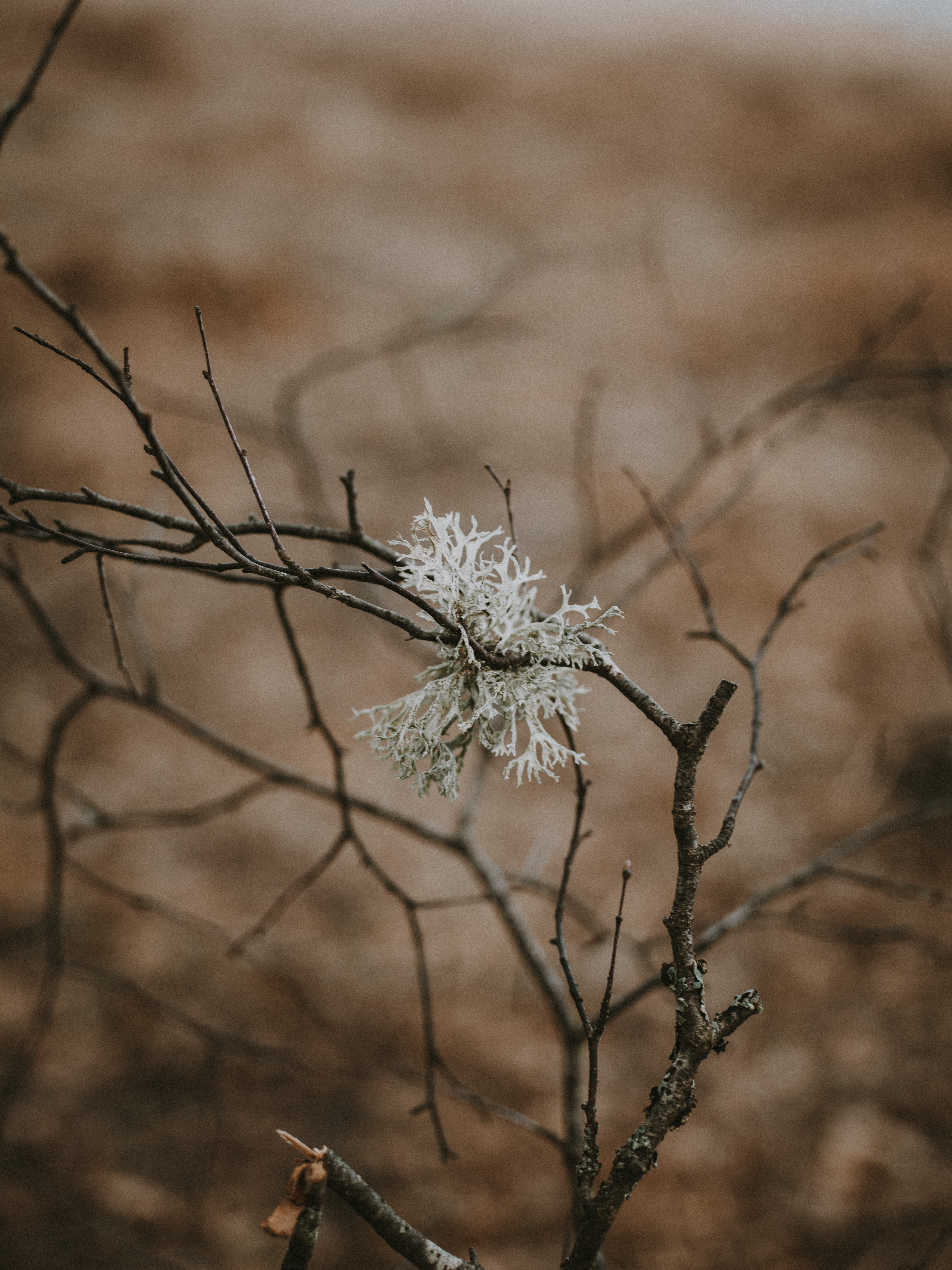 nature, moss, ice, dried, flowering plant, outdoors, day, flower, beauty in nature, forest, close, tree, growth, dried plant, plant, frost, vegetation, Phone HD Wallpaper