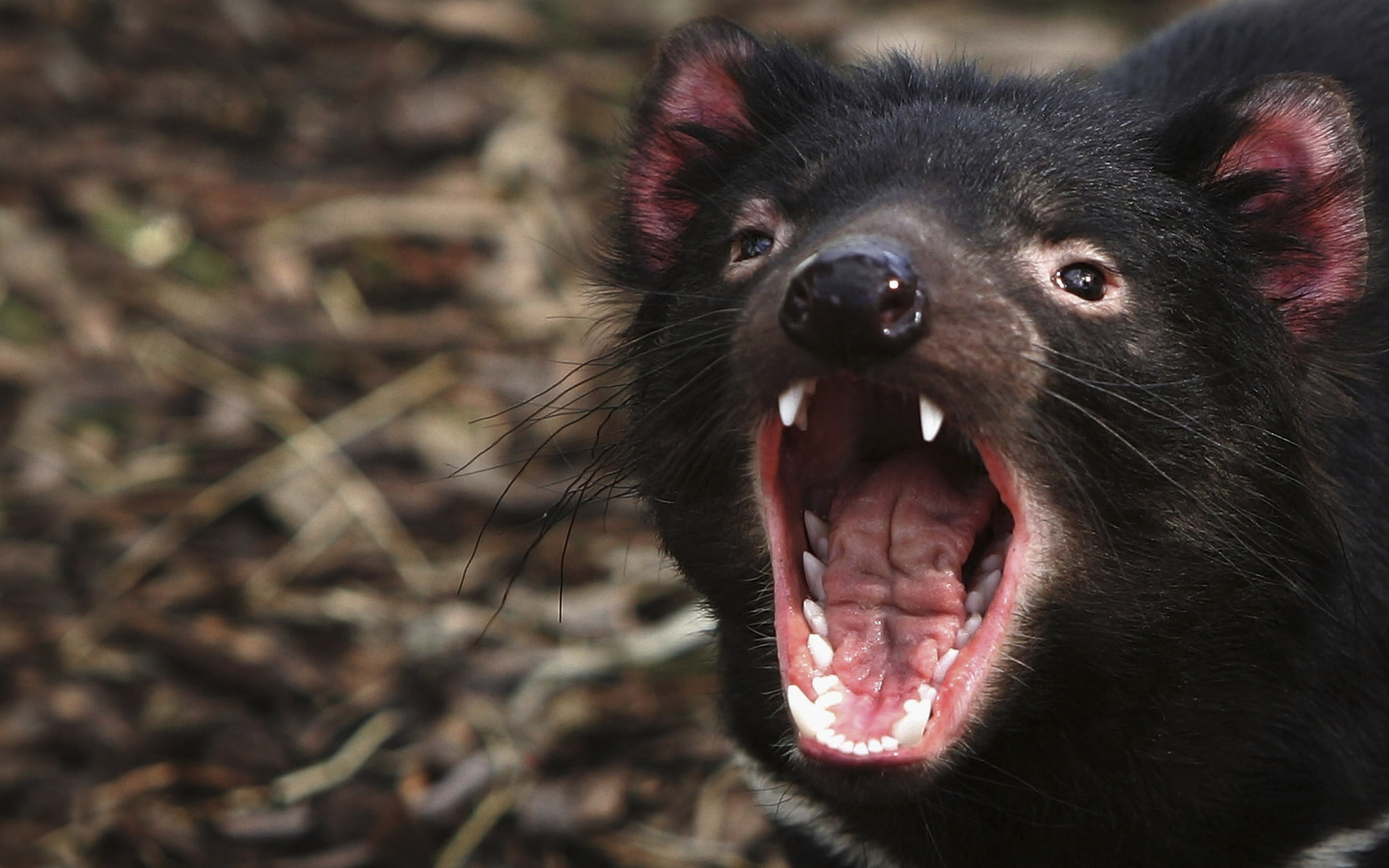 tasmanian, 1080P, devil, tasmanian devil, HD Wallpaper