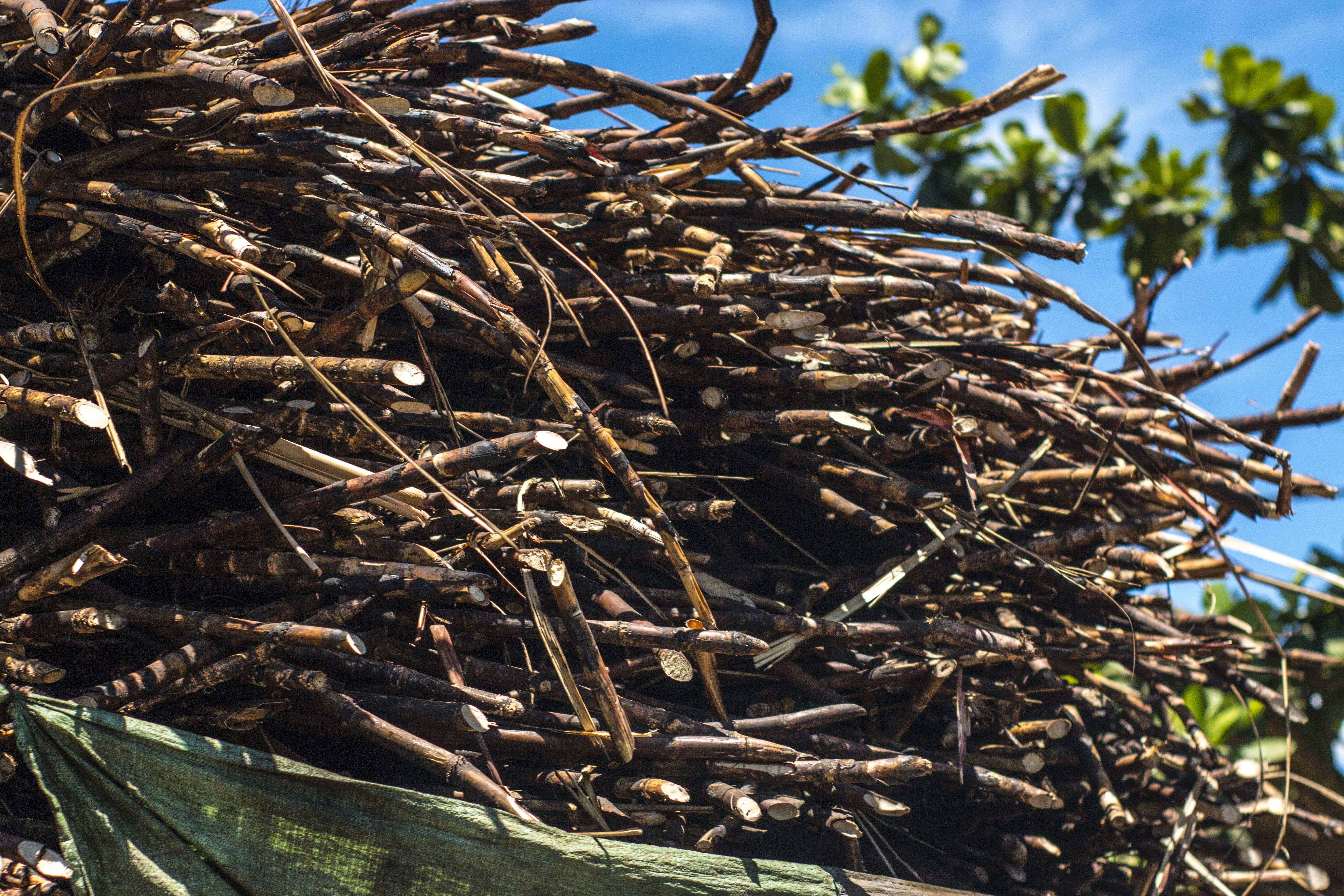 5K, land, sugar, brown, day, sugarcane, plant, sweetener, cane, trucks, animal themes, agriculture, pile, outdoors, animal, sunlight, beauty in nature, HD Wallpaper