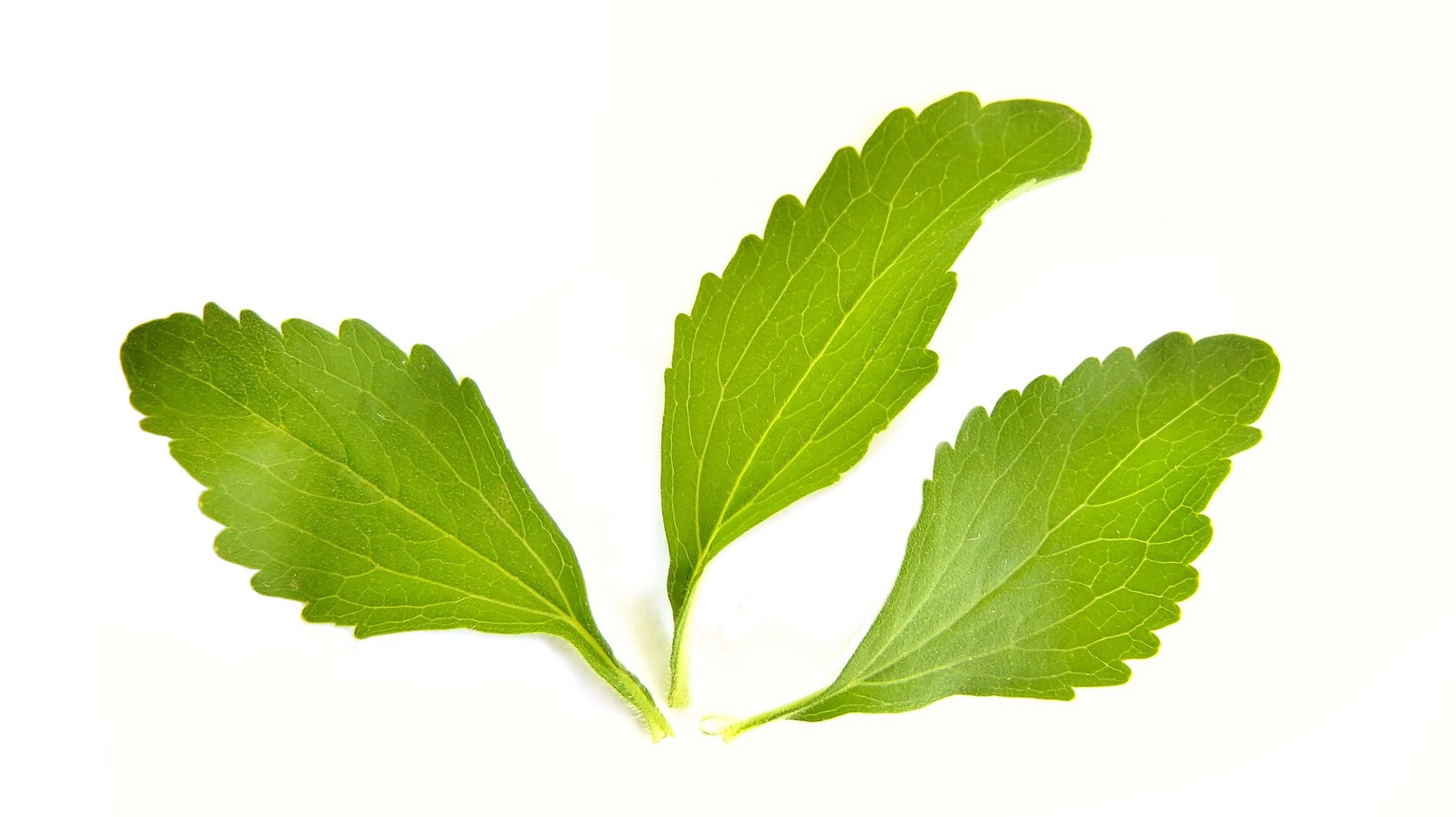green color, 2K, Herbs, food and drink, food, white, indoors, spice, no people, Sweetener, leaf vein, herbal medicine, Stevia, mint leaf - culinary, leafed, HD Wallpaper