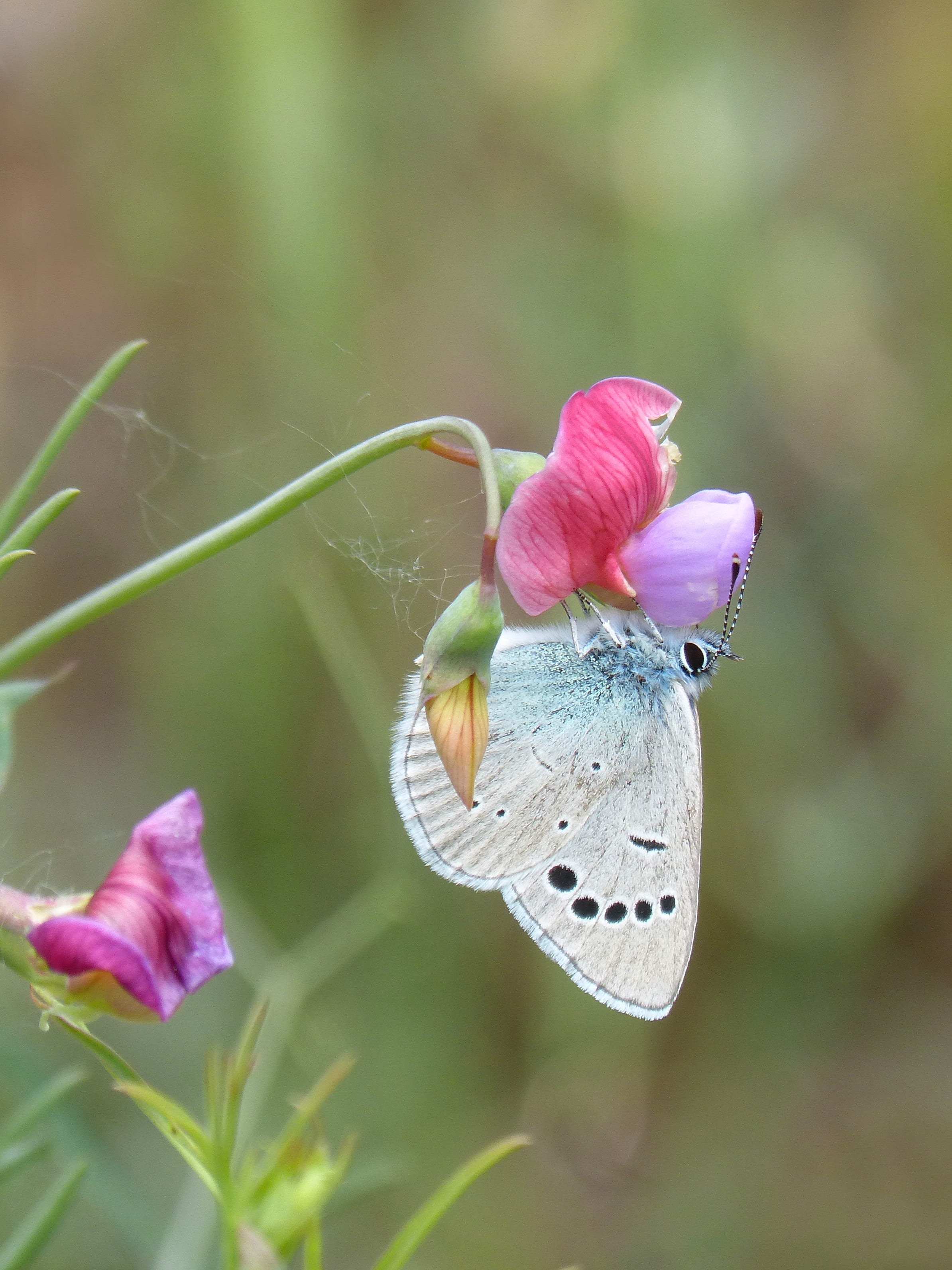 insect, no people, purple, inflorescence, outdoors, nature, smell pea, pink color, blue butterfly, libar, focus on foreground, petal, pseudophilotes panoptes, Phone HD Wallpaper