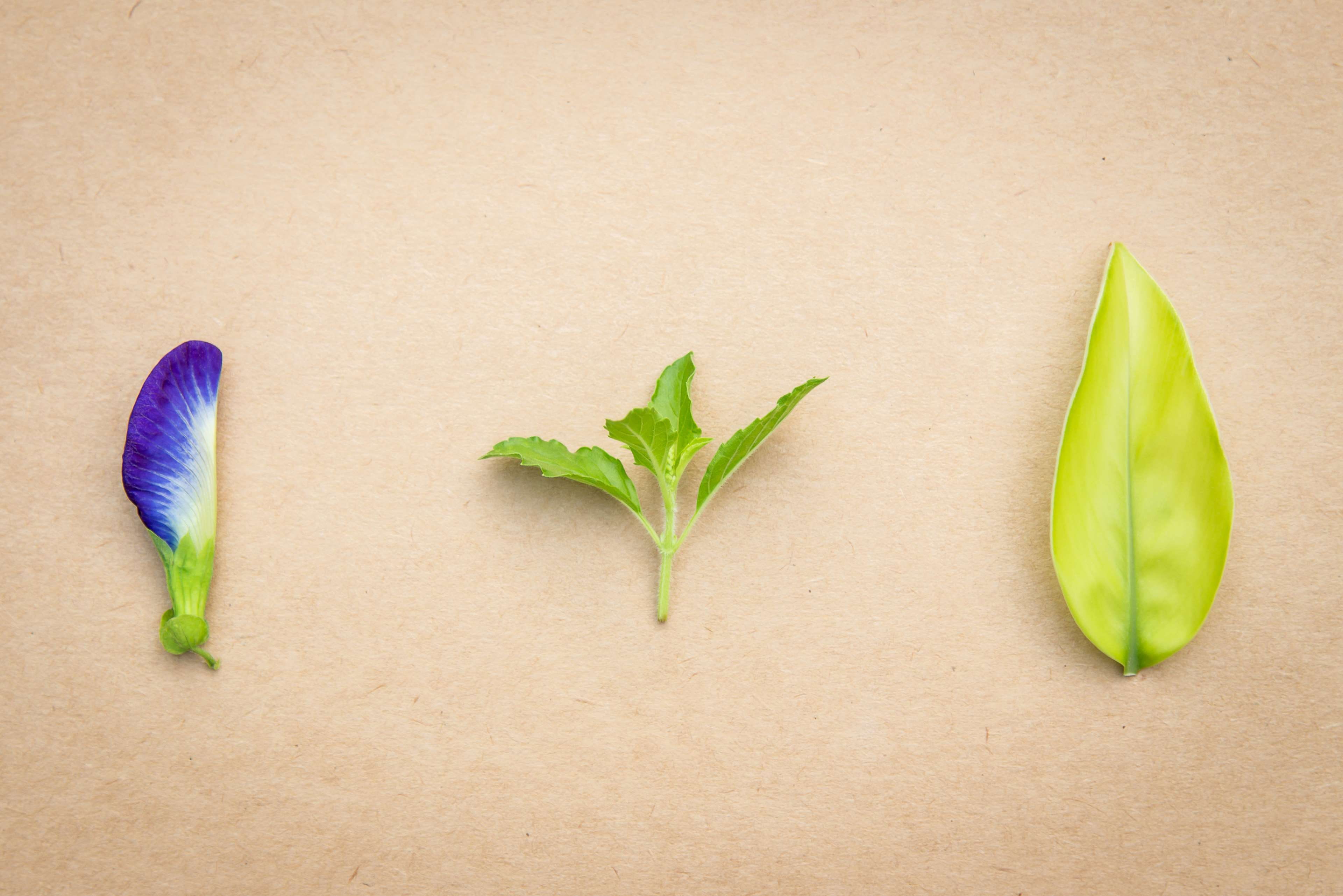 nature, close-up, plant, green, butterfly, medicine, eating, leaf, directly above, plant part, freshness, alternative medicine, vegetable, no people, lifestyle, HD Wallpaper