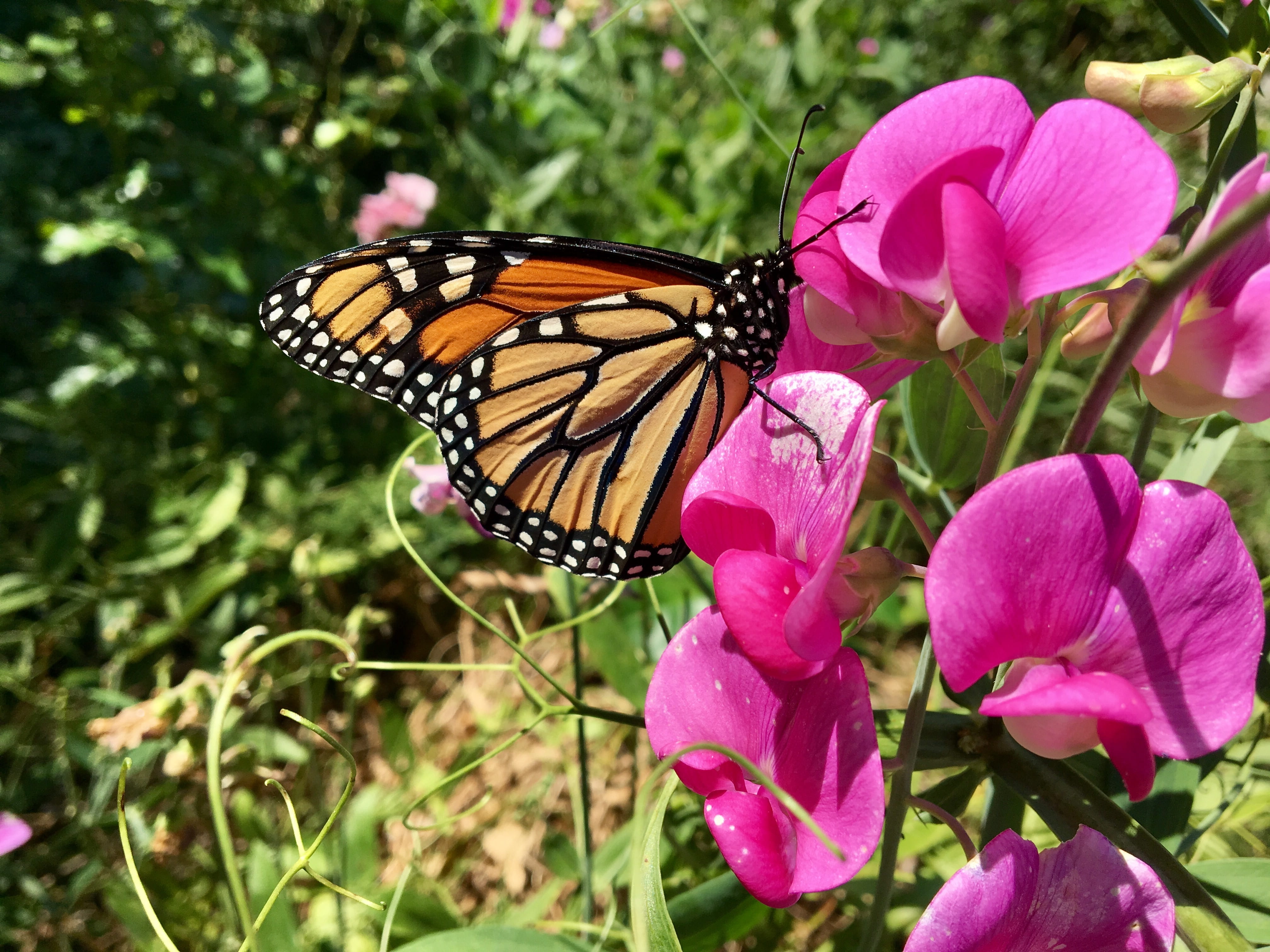 invertebrate, vulnerability, one animal, 4K, plant, close-up, animal wildlife, pink color, butterfly - insect, animals in the wild, animal wing, flower, HD Wallpaper