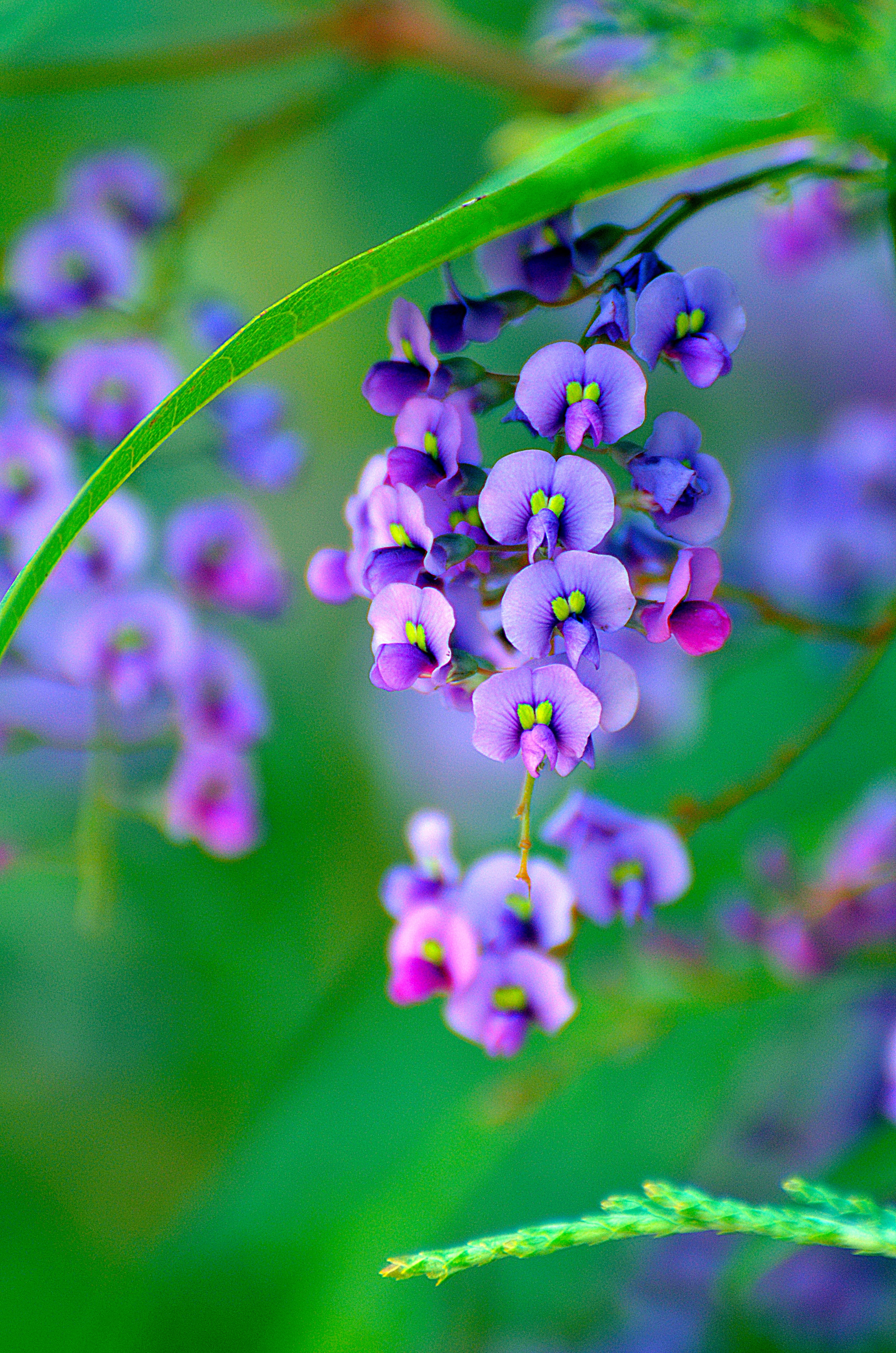 photo, day, flora, outdoors, violet, color, summer, green, butterfly, nature, bright, selective focus, leaf, no people, blossom, vulnerability, garden, Phone HD Wallpaper