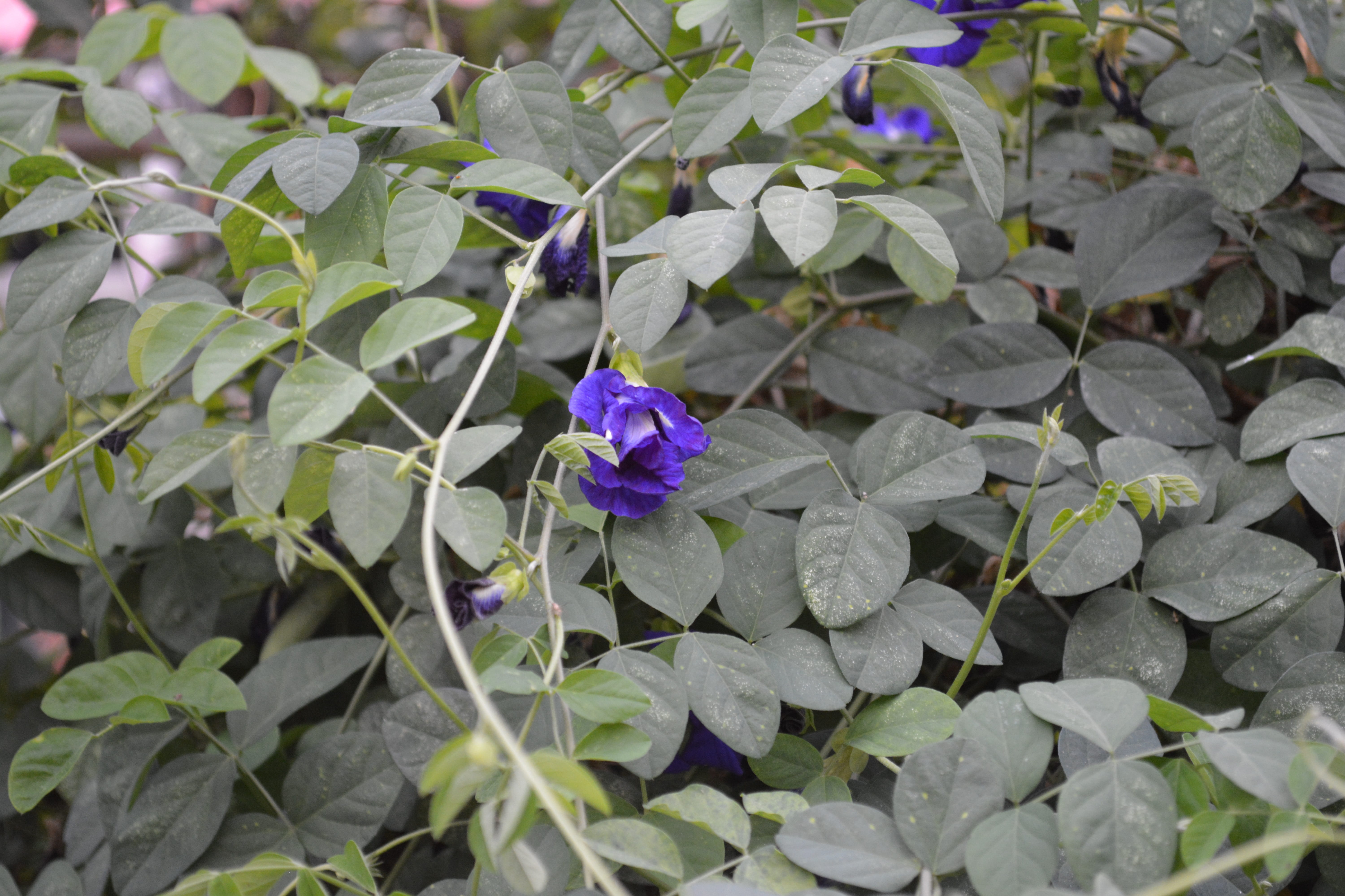 botany, inflorescence, day, petal, leaf, vine, plant part, no people, cats, vulnerability, beauty in nature, plant, summer, nature, blue, flower, fragility, HD Wallpaper