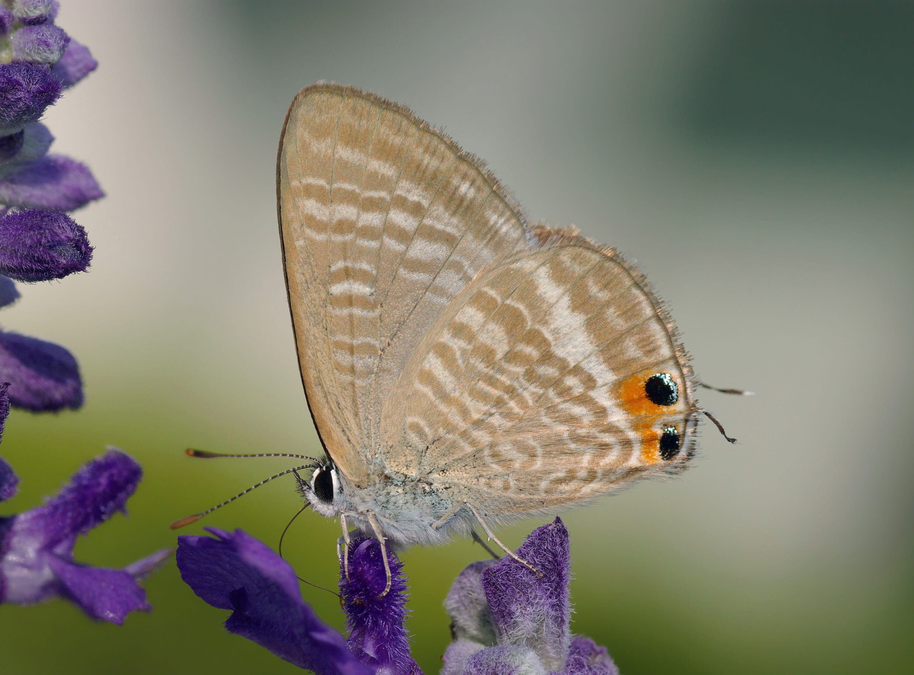 wings, invertebrate, butterfly, 2K, purple, animal wing, focus on foreground, animal wildlife, pollination, nature, flower head, animal themes, lavender, HD Wallpaper
