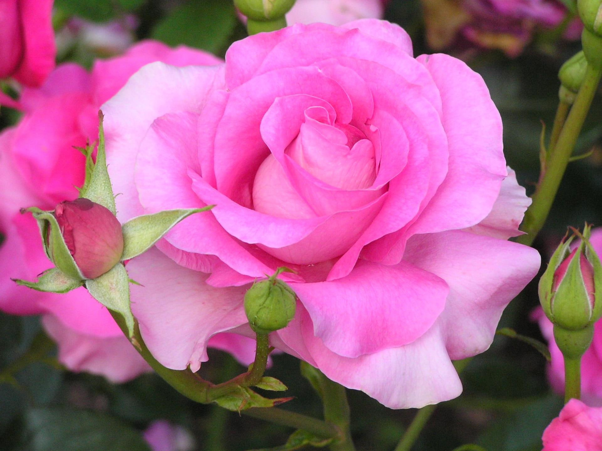 stems, pink, nature and landscapes, nature, buds, rose, petals, tea, 1080P, flowers, daylight, HD Wallpaper