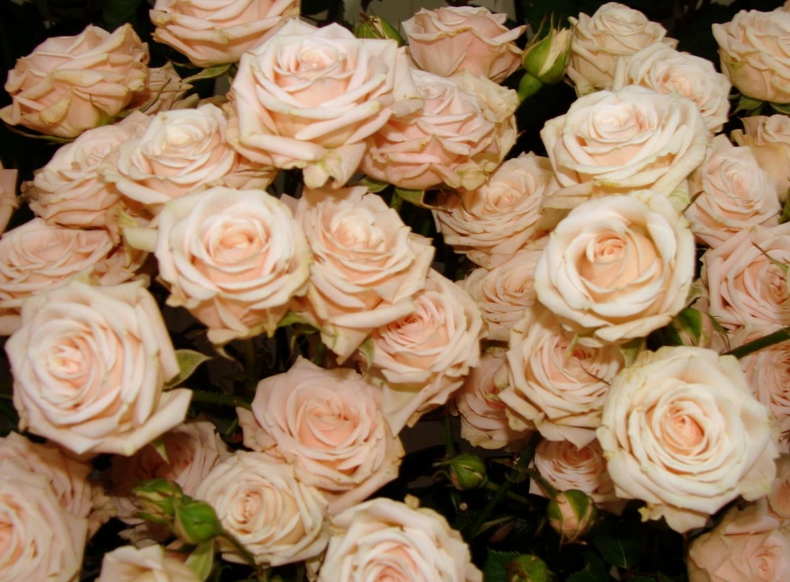 day, high angle view, flower Head, tea, many, buds, inflorescence, nature, bunch of flowers, flowers, roses, red, flower arrangement, petal, rose - Flower, HD Wallpaper