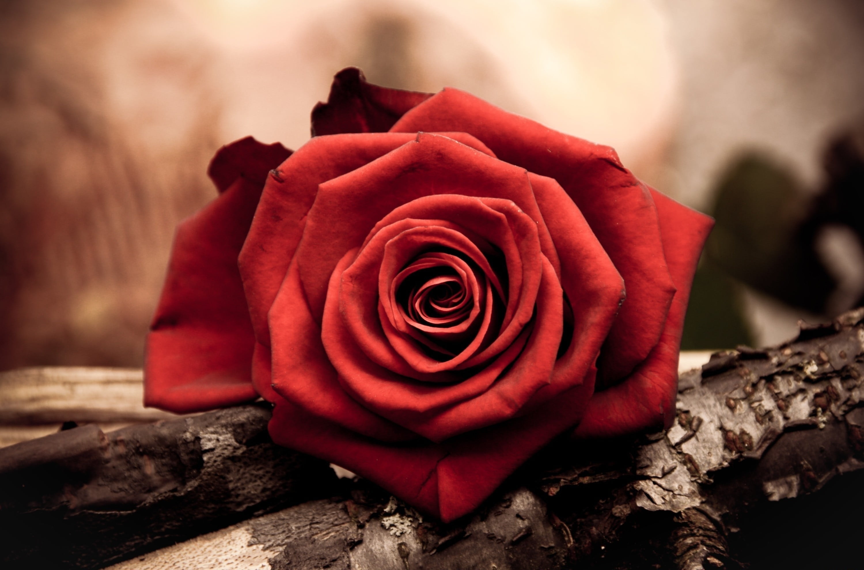 2K, gift, outdoors, fragility, passion, macro, red, bouquet, bud, valentines Day - Holiday, focus on foreground, celebration, vulnerability, HD Wallpaper